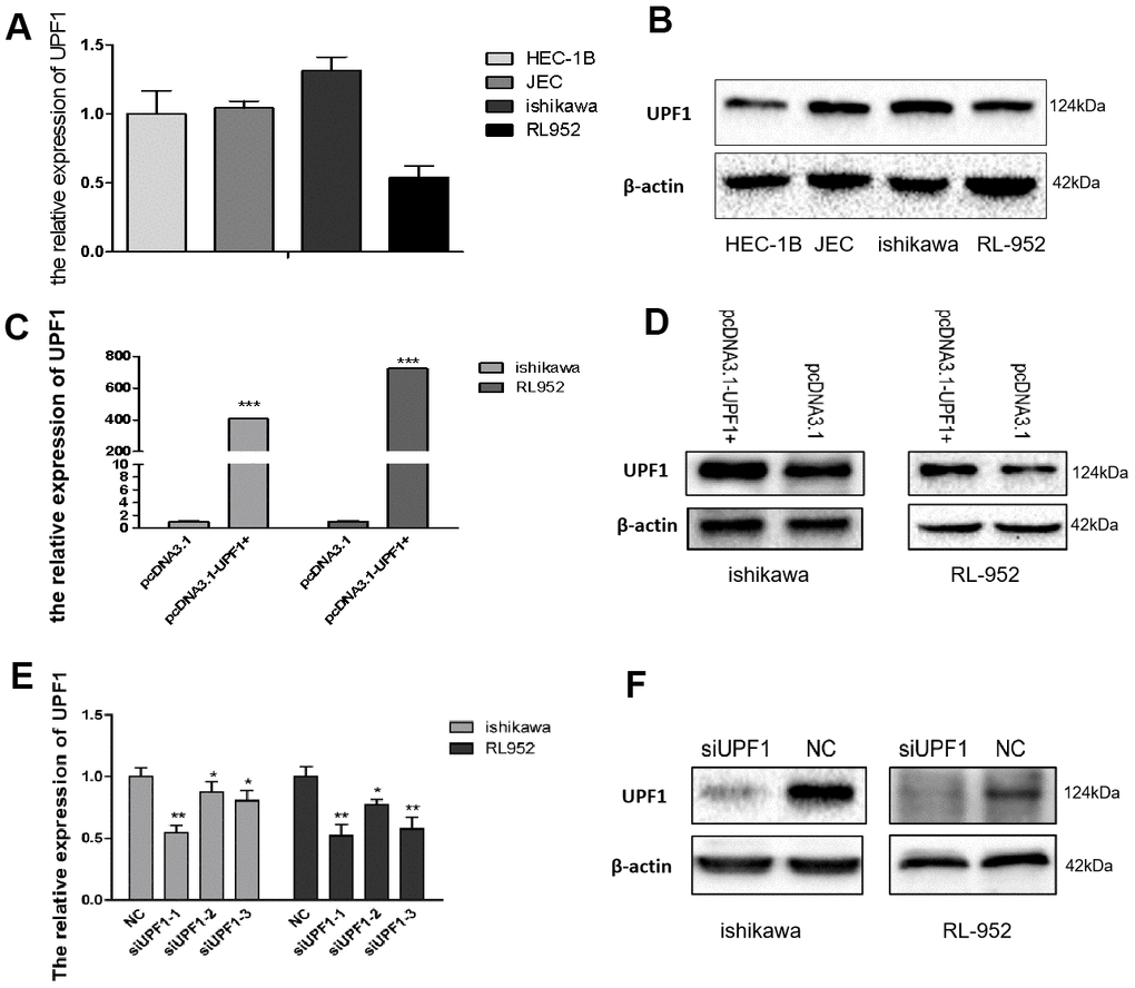 Expression of UPF1 in EEC cells. (A, B) UPF1 expressed level in four EEC cell lines by qRT-PCR and western blot. (C–F) UPF1 was upregulated or downregulated in Ishikawa and RL952 cells when we overexpressed UPF1(pcDNA3.1-UPF1+ and pcDNA3.1 group) or silenced UPF1(siUPF1 and NC group). siUPF1 has three fragments, we had selected the best effect in silence the expression of UPF1(siUPF1-1) to do the latter experiment.