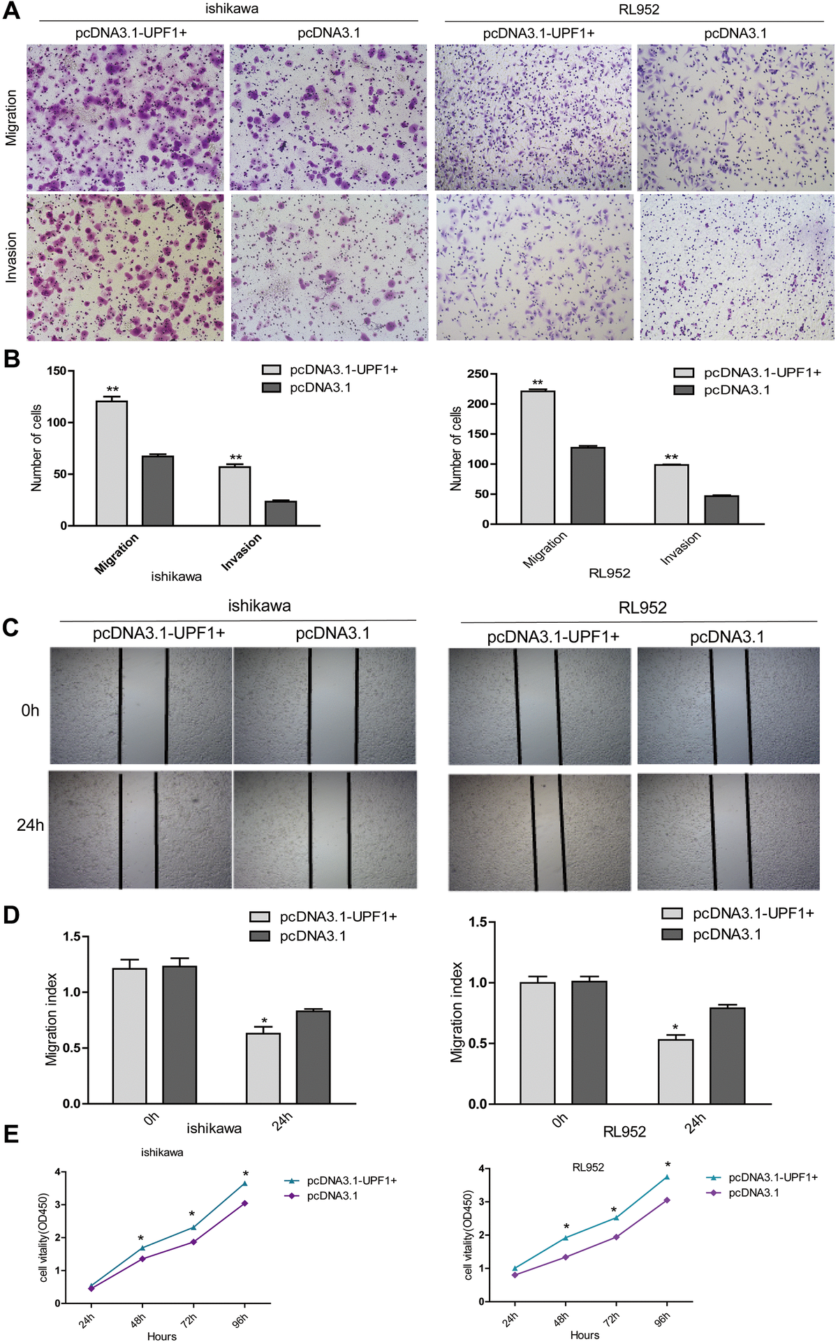 The effect of UPF1 on cell migration, invasion and proliferation in Ishikawa and RL952 EEC cells. (A, B) Migration and invasion assay in Ishikawa and RL952 cells that were transfected with the pcDNA3.1-UPF1+ and pcDNA3.1. Cells were evaluated at 12h after transfection(NIKON,100X). The results are shown as the mean±SEM from two independent experiments(**PC, D) Wound healing assay showing cell migration in Ishikawa and RL952 cells(*pE) CCK8 assay showing cell proliferation in Ishikawa and RL952 that were transfected with pcDNA3.1-UPF1+, pcDNA3.1 (*p