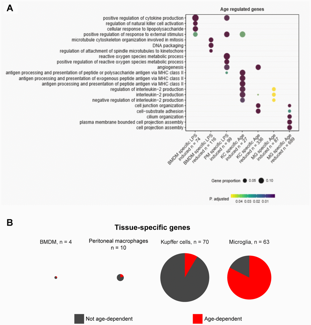 Gene ontology and tissue-specific gene expression signature analysis reveal diverse pathways in tissue homeostasis altered in aging. (A) Gene ontology analysis reveals pathways enriched among dysregulated genes in aging. (B) Pie charts show the proportions of tissue-specific genes unique to each macrophage type that are differentially expressed in aging.