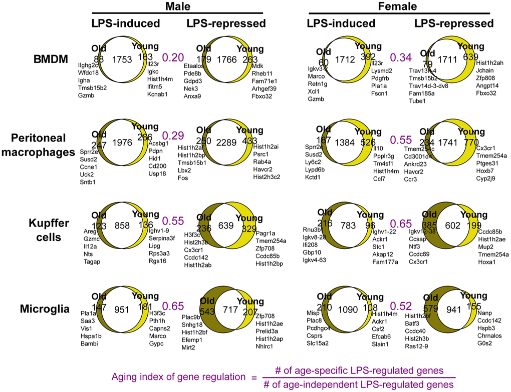 Sex-specific physiological aging generates altered endotoxin responses in tissue-resident macrophages. Venn diagrams show the numbers of LPS-regulated genes common and unique to young and old macrophages. Each set of LPS-induced or -repressed genes was defined as those differentially expressed between macrophages untreated and treated with LPS (10ng/ml) for 3 hours. The names of top genes based on 3h fold change +/- LPS are shown next to each Venn diagram. The areas of Venn diagram regions are proportional to the size of the represented subsets.