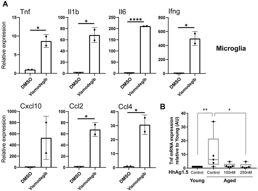 Age-associated reduction of hedgehog signaling promotes the expression of proinflammatory cytokines in microglia. (A) Young mice (2-3 months old) were injected intraperitoneally with vismodegib (75 mg/kg) or DMSO, and RNA was subsequently extracted 6 hours later from microglia. RT-qPCR was performed to measure the expression of indicated transcripts. mRNA expression levels were normalized to Actb (beta actin) and are shown relative to DMSO treated animals. Representative data from3 biological replicates are shown. (B) Microglia from young or old animals plated for 72 hours were treated with or without HhAg1.5 (Smo agonist) at the indicated doses for 24 hours. Tnf expression data measured by RT-qPCR are shown relative to young untreated cells. Error bars: s.d. Asterisks indicate Student's T test p values (*: 