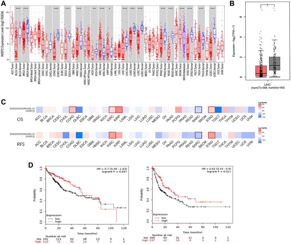 WISP2 mRNA level is lower compared with normal tissues, and low expression of WISP2 is associated with poor prognosis. (A) TIMER database was used to evaluate the WISP2 RNA-seq data in human cancers, and the expression of WISP2 was lower in most human cancers, including HCC. (B) The expression of WISP2 was lower in tumour tissues of HCC than normal tissues in GEPIA2 database. (C) The role of WISP2 on prognosis varied in 33 human cancers, and in HCC, WISP2 had a protective role from GEPIA2 database. (D) The protective role of WISP2 in HCC was confirmed using the Kaplan–Meier plotter, and low expression of WISP2 is associated with poor prognosis.