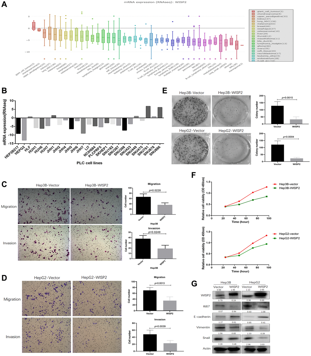 Upregulation of WISP2 in HCC is related to inhibition of the malignant phenotype in vitro, while no difference in proliferation was found in subcutaneous tumorigenesis in vivo. (A) The expression of WISP2 was diverse in different tumour cell lines in the CCLE database. (B) The expression of WISP2 in 76% HCC cell lines, including Hep3B and HepG2, were low in CCLE database. (C) The expression of WISP2 was determined in Hep3B and HepG2, and confirmed using immunoblotting and immunocytochemistry. (D) Overexpression of WISP2 significantly inhibited the migration and invasiveness in Hep3B and HepG2 HCC cells. (E) Proliferation in Hep3B and HepG2 HCC cells that overexpress WISP2 or control cells was examined using a plate colony formation assay, and overexpression of WISP2 significantly impaired the colony formation. (F) Proliferation was assessed using a CCK8 assay, and overexpression of WISP2 significantly inhibited the proliferation in Hep3B and HepG2 HCC cells. (G) The expression of Ki67, vimentin, and Snail were significantly downregulated, and the epithelial cell surface marker E-cadherin was upregulated in Hep3B and HepG2 cells that overexpressed WISP2.