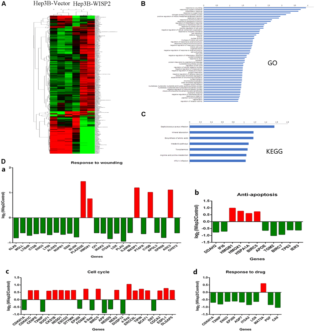 Gene expression profiles were significantly altered in HCC cells that overexpressed WISP2. (A) Heatmap shows the gene expression profiles of Hep3B cells with and without overexpression of WISP2. (B) The differentially expressed genes were evaluated using Gene Ontology analysis. (C) The differentially expressed genes were evaluated by KEGG pathway analysis. (D) Differentially expressed genes were found to be involved in wounding healing (a), anti-apoptosis (b), cell cycle (c), and drug resistance (d).