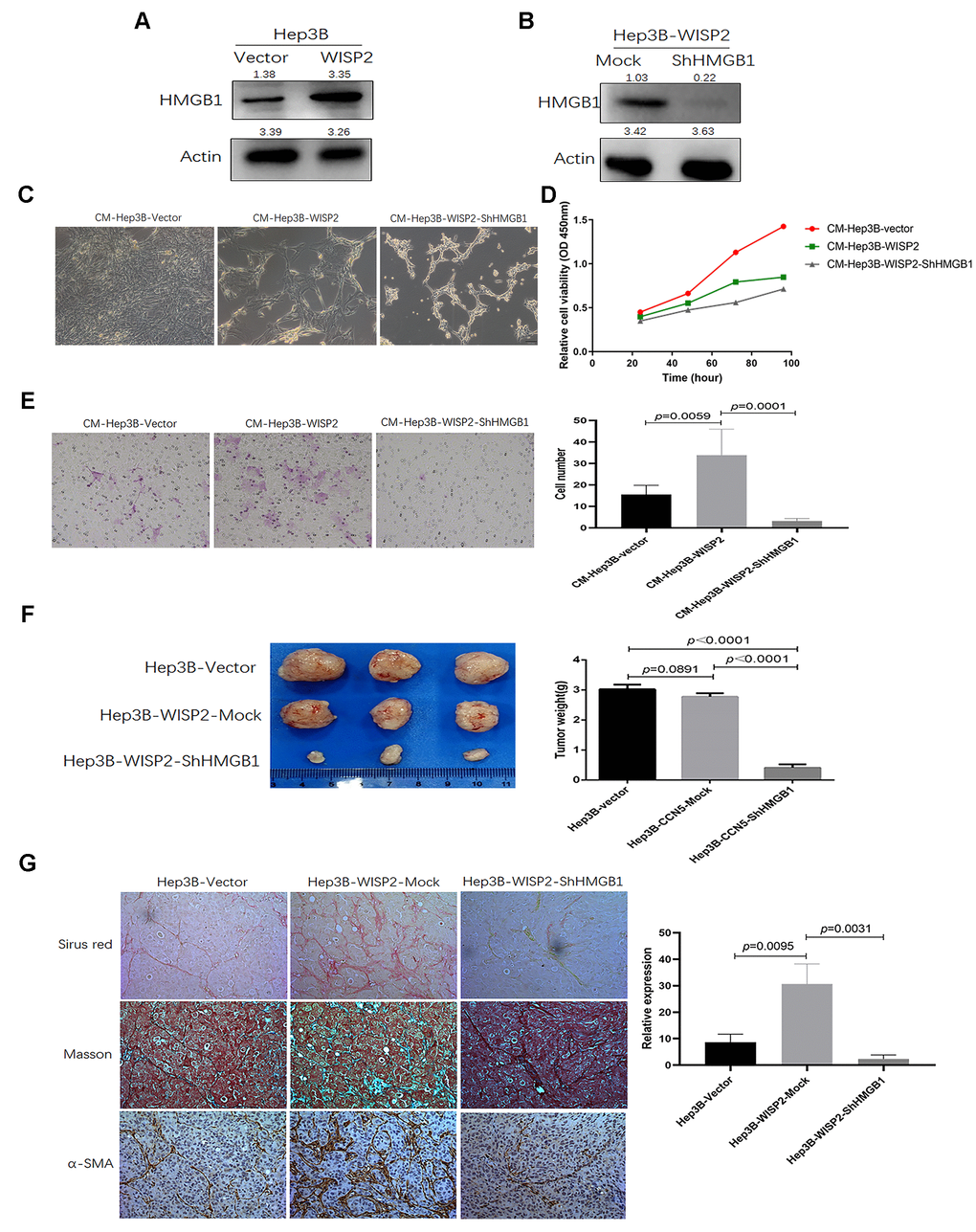 The infiltration of fibroblast cells into HCC tissues is related to HMGB1 after overexpression of WISP2. (A) HMGB1 was significantly upregulated after overexpression of WISP2 at the protein level using immunoblotting in HCC. (B) Immunoblotting was performed to determine the downregulated expression of HMGB1 in Hep3B-WISP2-shHMGB1. (C, D) Hepatic stellate LX2 cells treated with CM from Hep3B-WISP2 or CM from Hep3B-WISP2-shHMGB1, exhibited inhibited proliferation ability. (E) LX2 cells treated with CM from Hep3B-WISP2 exhibited enhanced migration ability, while exhibited inhibited migration ability after treated with CM from Hep3B-WISP2-shHMGB1. (F) Subcutaneous tumours in nude mice were induced via inoculation with Hep3B-Vector, Hep3B-WISP2-Mock, and Hep3B-WISP2-ShHMGB1 HCC cells, and the weights of tumours from Hep3B-WISP2-ShHMGB1 cells were significantly decreased. (G) Tumours generated from the Hep3B-WISP2-ShHMGB1 cells exhibited significantly decreased α-SMA expression and fibro-collagen deposition.