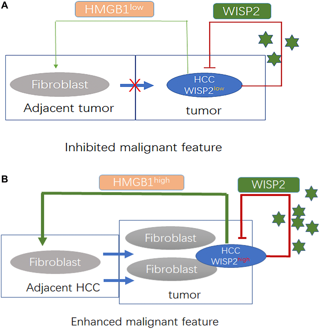 WISP2 is a tumour suppressor that is influenced by tumour purity and fibroblast infiltration related to the expression of HMGB1 in HCC. (A) Decreased fibroblast infiltration into HCC tissue was related to the downregulation of HMGB1 in HCC in the presence of low expression of WISP2. Under these conditions, HCC exhibited a restrained state. (B) Increased number of fibroblasts in HCC tissue was related to the upregulation of HMGB1 induced by WISP2. Under these conditions, HCC exhibited a proliferative state.