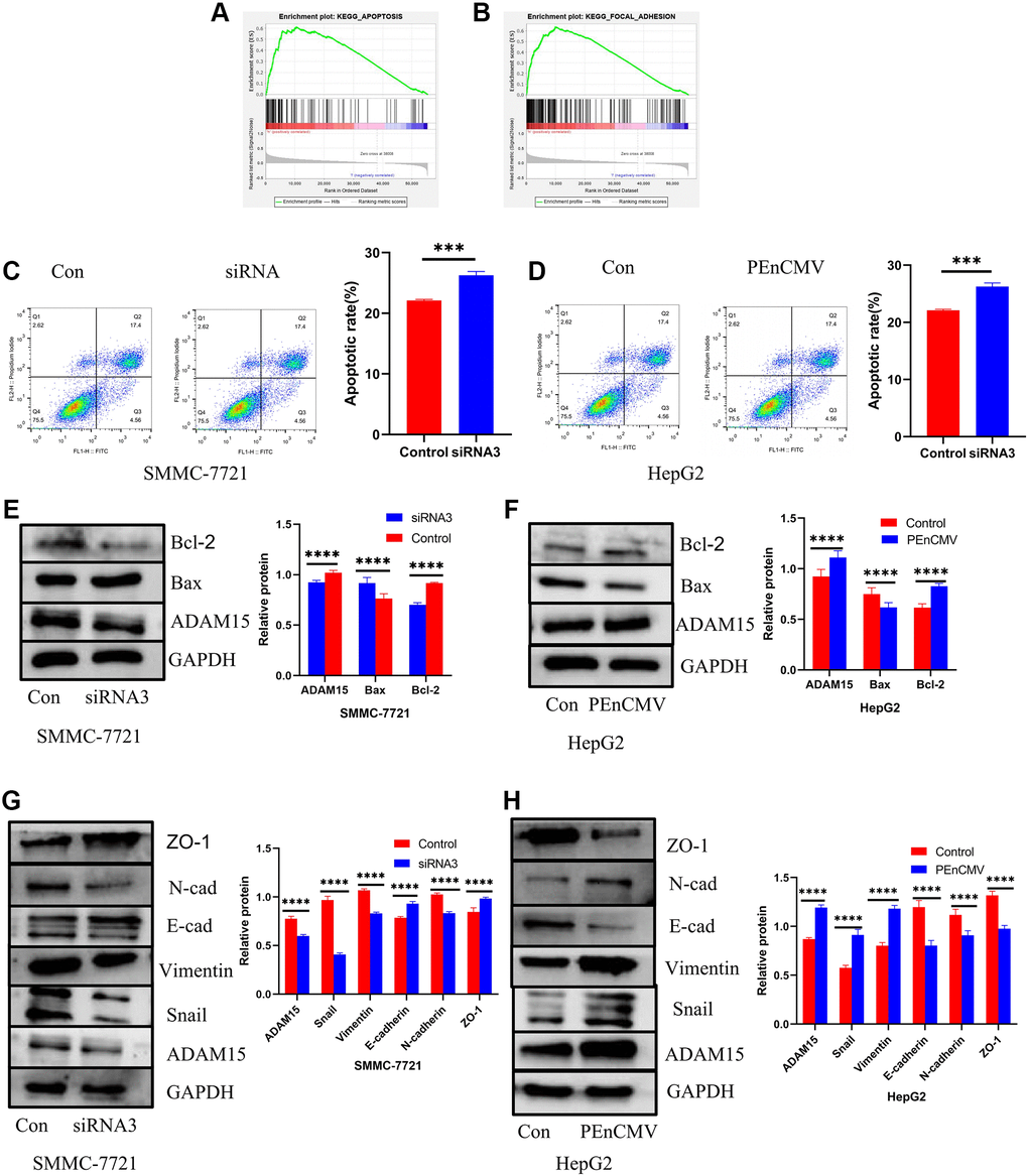 Impacts of ADAM15 on the expression of apoptosis-related proteins and EMT-related proteins. (A) Functional enrichment analyses indicated that overexpression of ADAM15 was associated with apoptosis. (B) Functional enrichment analyses indicated that overexpression of ADAM15 was related to focal adhesion. (C) Flow cytometry analysis indicated that the siRNA-transfected in SMMC-7721 cells significantly induced apoptosis. (D) Flow cytometry analysis indicated that the overexpression of ADAM15 in HepG2 cells significantly suppressed apoptosis. (E) Comparison of apoptosis-related protein expression between the control group and siRNA3 group in SMMC-7721 cells. (F) Comparison of apoptosis-related protein expression between the control group and overexpression of ADAM15 group in HepG2 cell. (G) Comparison of EMT-related protein expression between the control group and siRNA3 group in SMMC-7721 cells. (H) Comparison of EMT-related protein expression between the control group and overexpression of ADAM15 group in HepG2 cells.