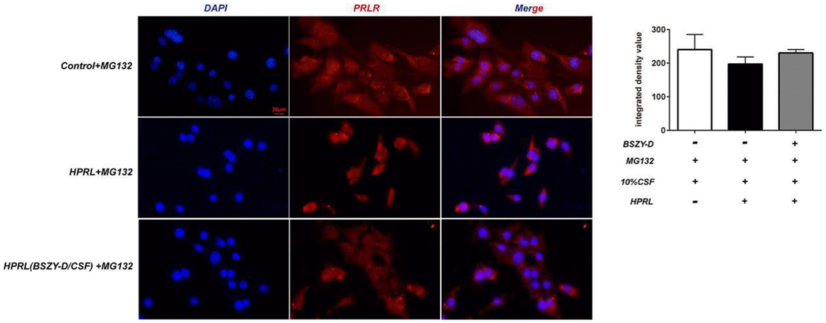 The immunofluorescence staining of PRLR in GT1-7.
