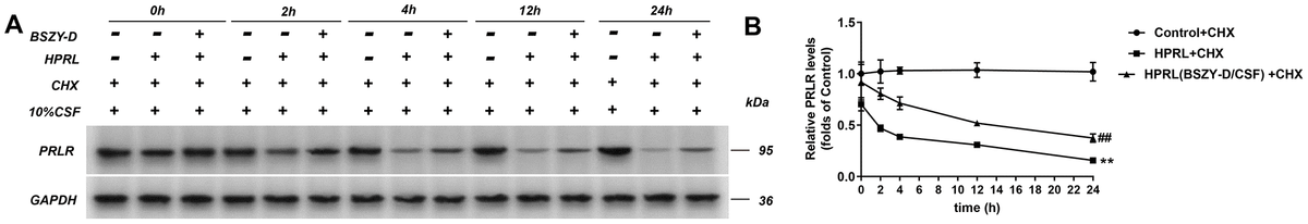 The level of PRLR in GT1-7 at different times was detected by western blot assay. The levels of PRLR were normalized to control. (A) Representative blot of PRLR level. (B) Quantitative relative gray values of PRLR protein level. The results were presented as mean ± SD (n = 3). **p 