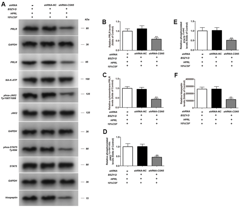 Effect of shRNA-CSN5 on PRLR-JAK-STAT5 pathway in GT1-7. The phosphorylation levels of JAK, STAT5 and the levels of PRLR and kisspeptin in GT1-7 from different groups were detected by western blot assay, and representative bands were shown in (A). The phosphorylation levels of JAK (D) and STAT5 (E), and the level of PRLR (B, C), and the level of kisspeptin (F) were normalized to control. The results were presented as mean ± SD (n = 3). *p 