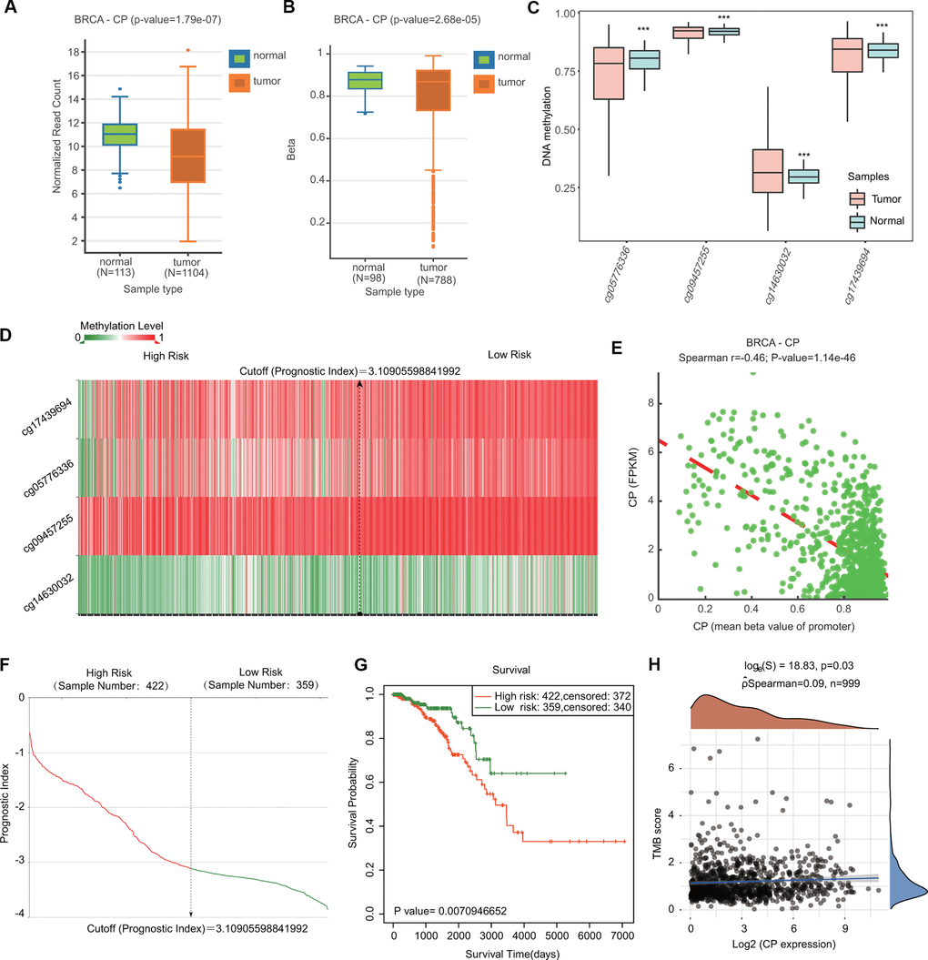 Comparison of the DNA methylation status of ceruloplasmin in BRCA and adjacent breast tissues. (A, B) Expression and methylation levels of CP in BRCA through the DNMIVD database. (C) Methylation levels of CP in BRCA using the SurvivalMeth database. (D) Heat map of DNA methylation of CP in BRCA. (E) Correlation between CP expression and CpG site methylation levels. (F) Distribution of the prognostic index. (G) Prognostic potential of DNA methylation of CP in BRCA from the SurvivalMeth database. (H) Correlation between CP expression and TMB in BRCA.