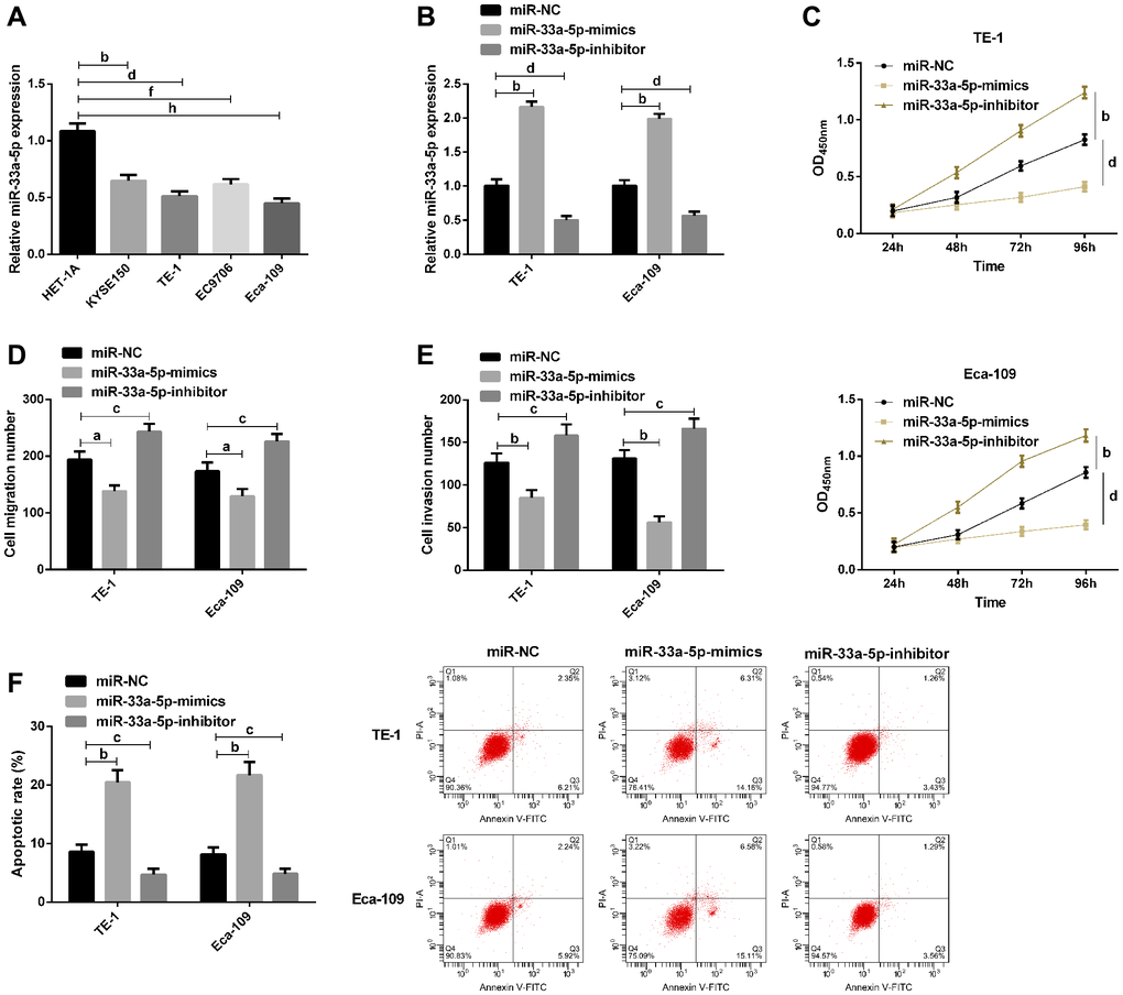 Effects of miR-129-5p on biological function of esophageal cancer cells. (A) qRT-PCR detection of miR-33a-5p expression in esophageal cancer cells by; (B) qRT-PCR detection of miR-33a-5p expression in TE-1, Eca-109 after transfection with miR-NC, miR-33a-5p-mimics, miR-33a-5p-inhibitor; (C) Cell proliferation of TE-1 and Eca-109 by CCK-8; (D) Migration number of TE-1 and Eca-109 cells by Transwell; (E) Invasion number of TE-1 and Eca-109 cells by Transwell; (F) Apoptosis rate of TE-1 and Eca-109 cells by flow cytometry and the apoptosis diagram. The inter-group comparison was conducted by the independent sample t-test, multiple time point data were analyzed by repeated measures analysis of variance (ANOVA), mean ± SD, bP cP dP fP hP 