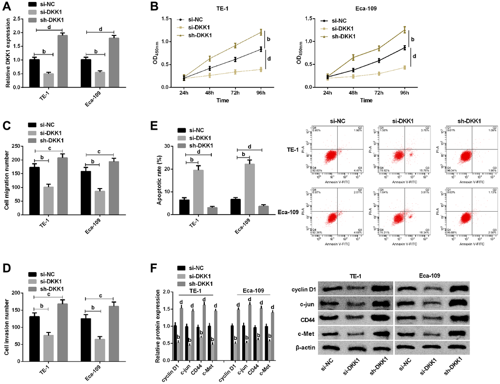 Effects of DKK1 on biological function of esophageal cancer cells. (A) qRT-PCR detection of DKK1 expression in TE-1 and Eca-109 after transfection of si-NC, si-DKK1, and sh-DKK1; (B) CCK-8 assay of cell proliferation of TE-1 and Eca-109; (C) Migration number of E-1 and Eca-109 cells by Transwell assay; (D) Invasion number of TE-1 and Eca-109 cells by Transwell assay; (E) Cells apoptosis rates of TE-1 and Eca-109 cells by Flow cytometry and the apoptosis diagram; (F) Western blot of Cyclin D1, c-jun, CD44 and c-Met protein expression in TE-1 and Eca-109 cells and the protein bands. The inter-group comparison was conducted by the independent sample t-test, multiple time point data were analyzed by repeated measures analysis of variance (ANOVA), mean ± SD, bP cP dP 