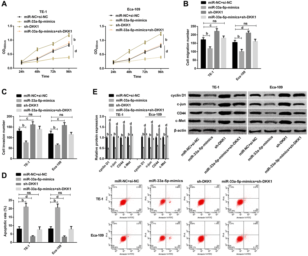 miR-33a-5p targeted DKK1-mediated Wnt/β-catenin pathway to affect biological behavior of esophageal cancer cells. (A) Cell proliferation of TE-1, Eca-109 by CCK-8; (B) Number of migration of TE-1 and Eca-109 cells by Transwell; (C) Number of invasion of TE-1 and Eca-109 cells by Transwell; (D) Cell apoptosis rates of TE-1and Eca-109 cells by Flow cytometry and the apoptosis map; (E) Western blot of Cyclin D1, c-jun, CD44, and c-Met protein expression in TE-1 and Eca-109 cells and the protein bands. The inter-group comparison was conducted by the independent sample t-test, multiple time point data were analyzed by repeated measures analysis of variance (ANOVA), mean ± SD, bP cP dP 
