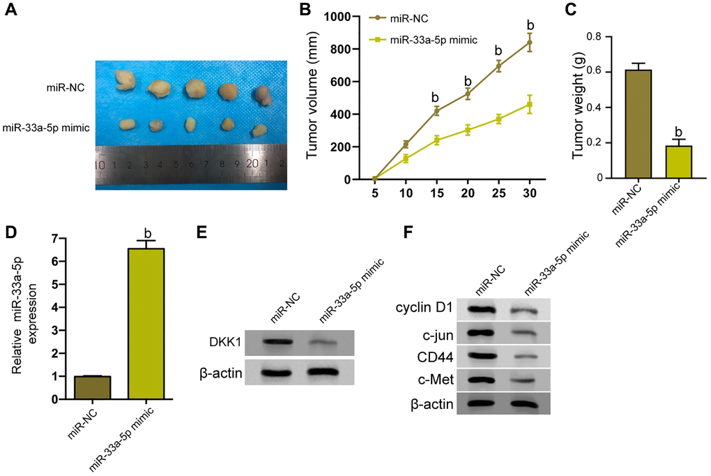 miR-33a-5p inhibits the tumor growth of EC in vivo. (A–F) The effect of miR-33a-5p on tumor growth of EC cells in vivo was analyzed by nude mice tumorigenicity assay by injected with the TE-1 cells treated with control mimic or miR-33a-5p mimic. (A) Representative images of dissected tumors from nude mice were presented. (B) The average tumor volume was calculated and shown. (C) The average tumor weight was calculated and shown. (D) The expression levels of miR-33a-5p were measured by qPCR in the tumor tissues of the mice. (E) The protein expression of DKK1 was assessed by Western blot analysis in the tumor tissues of the mice. (F) Western blot of Cyclin D1, c-jun, CD44, and c-Met protein expression in TE-1 and Eca-109 cells and the protein bands. N = 5. The inter-group comparison was conducted by the independent sample t-test, multiple time point data were analyzed by repeated measures analysis of variance (ANOVA), mean ± SD, bP 