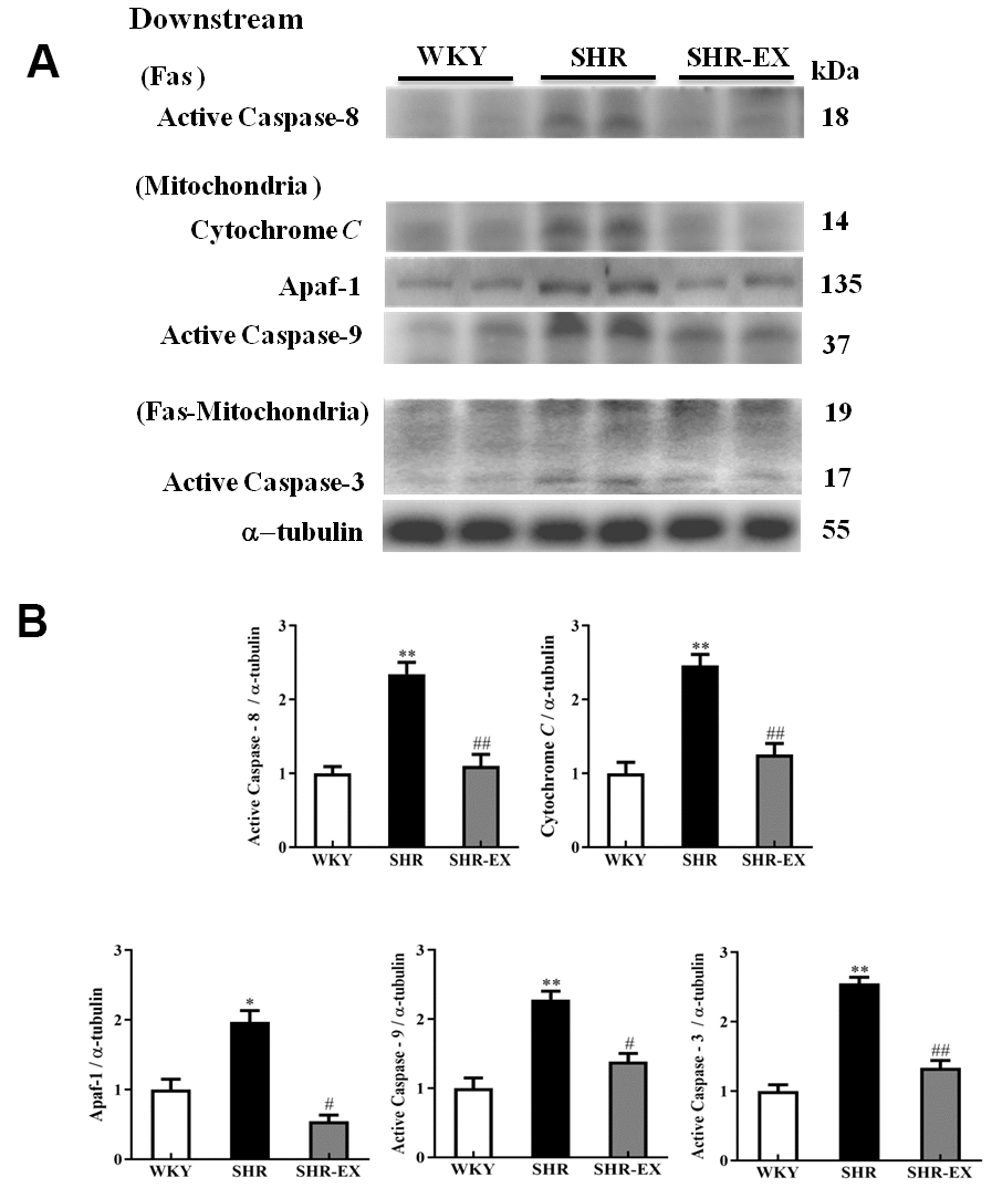 The downstream components of Fas/FasL-mediated and mitochondria-mediated caspase-dependent apoptotic pathways in a normotensive Wistar Kyoto (WKY) group, a spontaneously early aged hypertensive (SHR) group and a hypertension with 12 weeks exercise training (SHR-EX) group. (A) The representative protein levels of active Caspase-8 (Fas downstream), Cytochrome c, Apaf-1, active Caspase-9 (mitochondrial downstream), active Caspase-3 (Fas and Mitochondrial downstream) extracted from the cerebral cortex of excised brain in WKY, SHR, and SHR-EX groups were measured by Wester blotting analysis. The α-tubulin was used as an internal control. (B) Bars represent the relative fold changes of protein quantification relative to the control group in active Caspase-8, Cytochrome C, Apaf-1, active Caspase-9, active Caspase-3 on α-tubulin and mean values ± SD (n=6 in each group). *: pppp