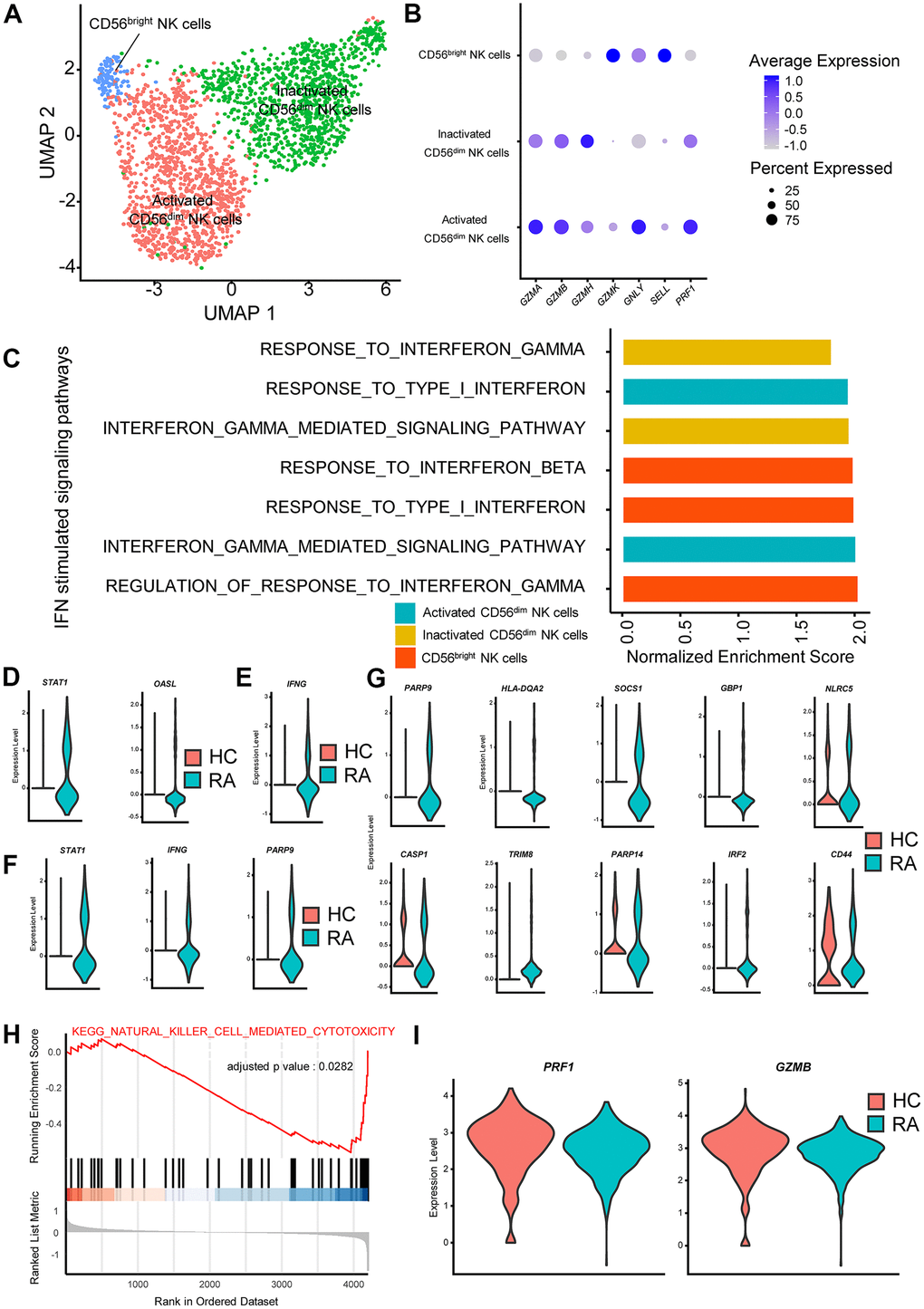 Interferon (IFN)-stimulated pathways promote cytokine secretion and inhibit cytotoxicity in rheumatoid arthritis (RA) natural killer (NK) cells. (A) Two-dimensional uniform manifold approximation and projection (UMAP) visualization of reclustered NK cells. Three NK cell clusters (activated CD56dim NK cells, inactivated CD56dim NK cells and CD56bright NK cells) were identified. (B) Dot plot illustrating the expression levels of several marker genes in three NK cell subtypes. (C) Bar plots of selected gene set enrichment analysis (GSEA) results indicated altered IFN signaling pathways in three NK cell subtypes. (D) Violin plots of significantly upregulated type I IFN-stimulated genes in RA-activated CD56dim NK cells (STAT1) and in RA CD56bright NK cells (OASL). (E) Violin plot of significantly upregulated IFN-γ-stimulated genes in RA CD56bright NK cells. (F) Violin plots of significantly upregulated IFN-γ-stimulated genes in RA-activated CD56dim NK cells. (G) Violin plots of significantly upregulated IFN-γ-stimulated genes in RA-inactivated CD56dim NK cells. (H) GSEA plot of the “KEGG