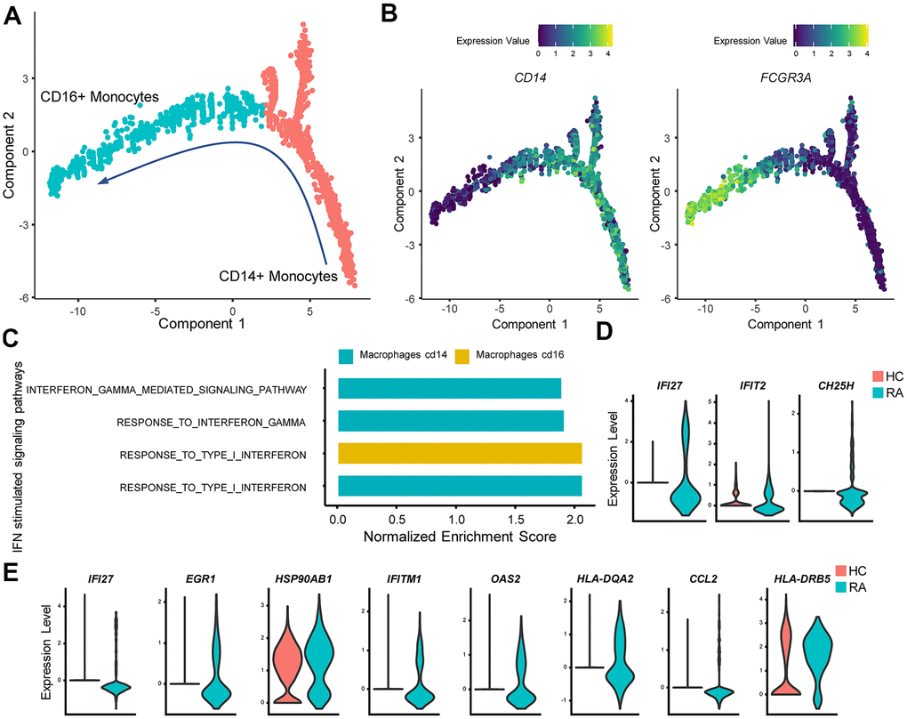 IFN promotes rheumatoid arthritis (RA) monocyte inflammatory responses. (A) Red and cyan points indicate CD14+ monocytes and CD16+ monocytes, respectively. The direction of arrows indicates the direction of the pseudotime. (B) Trajectory plots of monocytes indicating the expression levels of CD14 and FCGR3A (CD16a) in monocytes. (C) Bar plots of selected gene set enrichment analysis (GSEA) results indicate activated IFN signaling pathways in CD14+ and CD16+ monocytes. (D) Violin plots of significantly upregulated type I IFN-stimulated genes (IFI27, IFIT2) and upregulated proinflammatory gene (CH25H) in RA CD16+ monocytes. (E) Violin plots of significantly upregulated IFN-γ-stimulated genes (IFI27, EGR1, HSP90AB1, IFITM1, OAS2, HLA-DQA2, CCL2) and upregulated proinflammatory genes (HLA-DRB5) in RA CD14+ monocytes. All upregulated genes satisfied log2 (fold change)>0.25 and adjusted p value