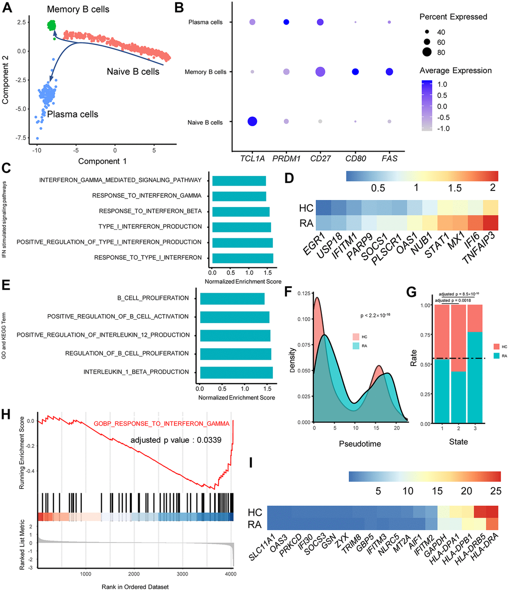 IFN alters rheumatoid arthritis (RA) B cell proliferation and activation and class switching in RA plasma cells. (A) Trajectory plots of T cells from RA and healthy control individuals (HC). The direction of arrows indicates the direction of pseudotime. (B) Dot plot illustrating the expression levels of several marker genes in three T cell subtypes. (C) Bar plots of selected gene set enrichment analysis (GSEA) results indicate activated IFN signaling pathways in RA naïve B cells. (D) Heat map of upregulated type I IFN stimulated genes in RA naïve B cells. Genes are ordered according to their expression levels in RA naïve B cells. (E) GSEA results indicate activated B cell functions in RA naïve B cells. (F) Probability density plot of B cell pseudotimes in RA and HC. Pseudotimes between the RA patients and HCs were compared using the Mann-Whitney U test. (G) Stacked bar plot of B cell subtype distribution in RA and HC. The horizontal dotted line indicates the overall B cell proportions in RA and HC. The proportions of memory B cells and plasma cells in the RA patient and HCs were compared to the proportions of naïve B cells, and comparisons were performed using Fisher’s exact test. (H) GSEA plot of the “GOBP