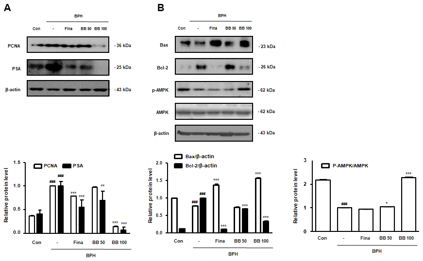 Effect of BB on cell proliferation in testosterone-induced BPH rat model. Western blot analysis of (A) PCNA, PSA (B) Bax, Bcl-2, p-AMPK, and AMPK. Data are expressed as means ± SD. ### P 