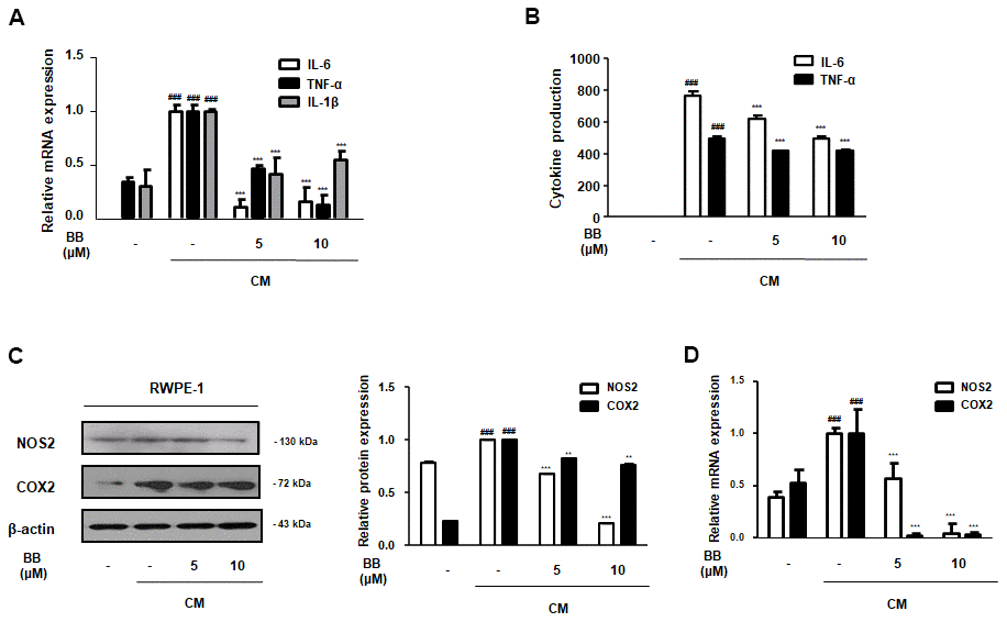 Effect of BB on pro-inflammatory factors in CM-treated RWPE-1 cell model. The prostatic cells were stimulated with CM, with or without 5 or 10 μM BB for 3 days. (A) The mRNA level of IL-6, TNF-α, and IL-1β in CM-treated RWPE-1 cells were analyzed by qRT-PCR analysis. (B) The released pro-inflammatory cytokines IL-6 and TNF-α were quantified using an ELISA kit in the supernatant from CM-treated RWPE-1 cells. The expression of (C) protein and (D) mRNA of NOS2 and COX2 were determined in CM-treated RWPE-1 cells. Each gene level was normalized to β-actin. Results are represented as the mean ± SD. ### P 