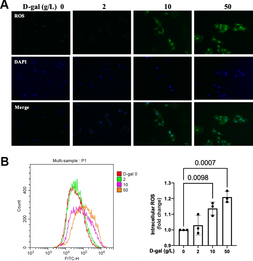 ROS generation was increased in the cardiocytes aging model induced by D-gal. H9c2 cells were treated with different concentrations of D-gal (0, 2, 10 and 50 g/L) for 24 hours. (A) ROS generation was detected using a DCFH-DA probe. Representative fluorescent images showed that ROS generation was increased in the cardiocytes aging model induced by D-gal in vitro. (B) Intracellular ROS was quantified by flow cytometry.