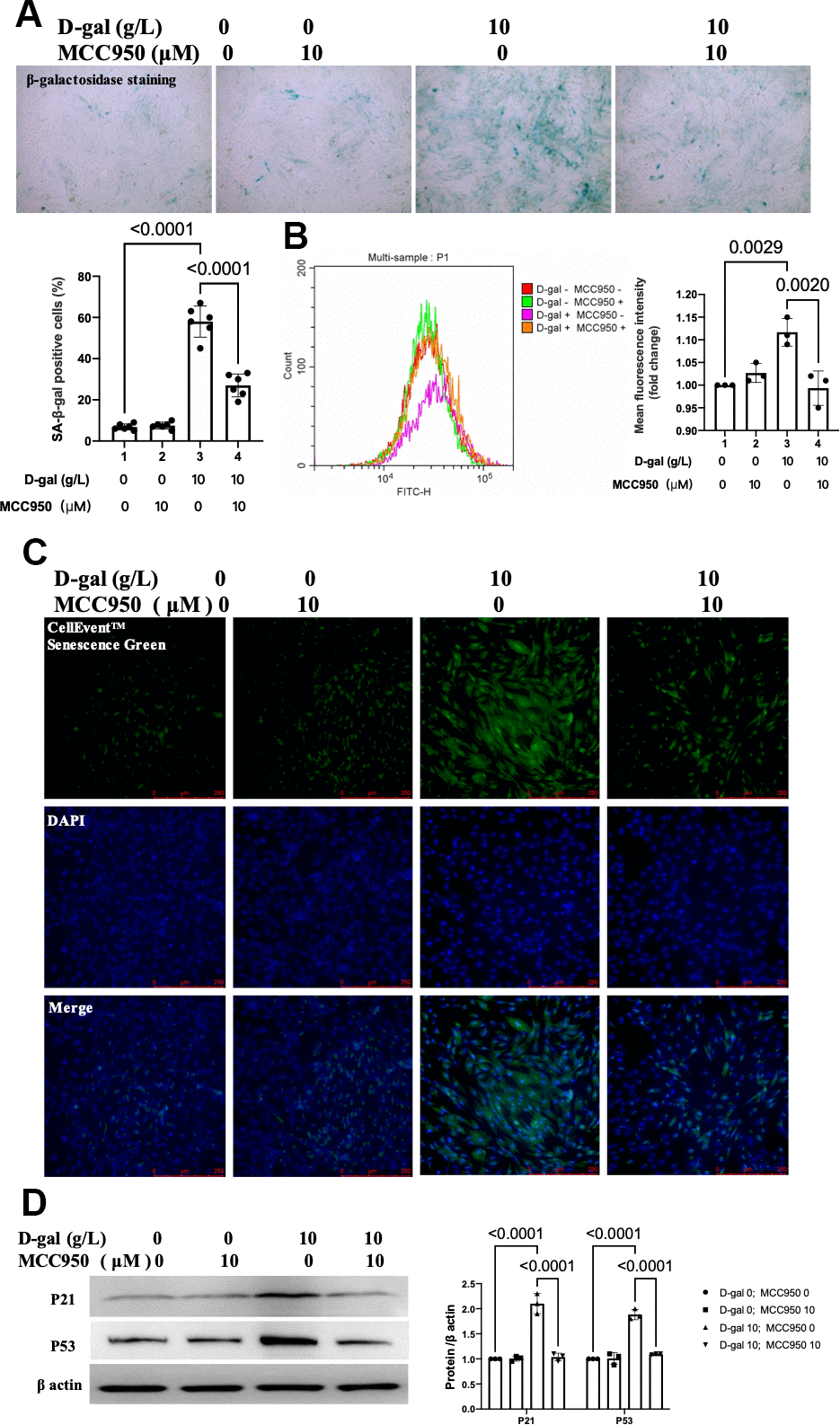 Inhibition of NLRP3 by MCC950 attenuated cardiocytes aging induced by D-gal in H9c2 cells. H9c2 cells were pre-treated with or without MCC950 (10μM), a commonly used NLRP3 inhibitor, for 1 hour, and then incubated with or without 10g/L D-gal for 24 hours. (A) Representative bright-field photomicrographs showed that MCC950 treatment decreased the percentage of cells expressing β-galactosidase. (B) Flow cytometry analysis was applied to detect the β-galactosidase mean fluorescence intensity after the MCC950 treatment. (C) The CellEvent™ Senescence Green staining showed that MCC950 treatment decreased the senescence-associated β-galactosidase expression induced by D-gal. (D) The aging-associated proteins (P53, P21) were detected by western blot, and the corresponding quantification was present.