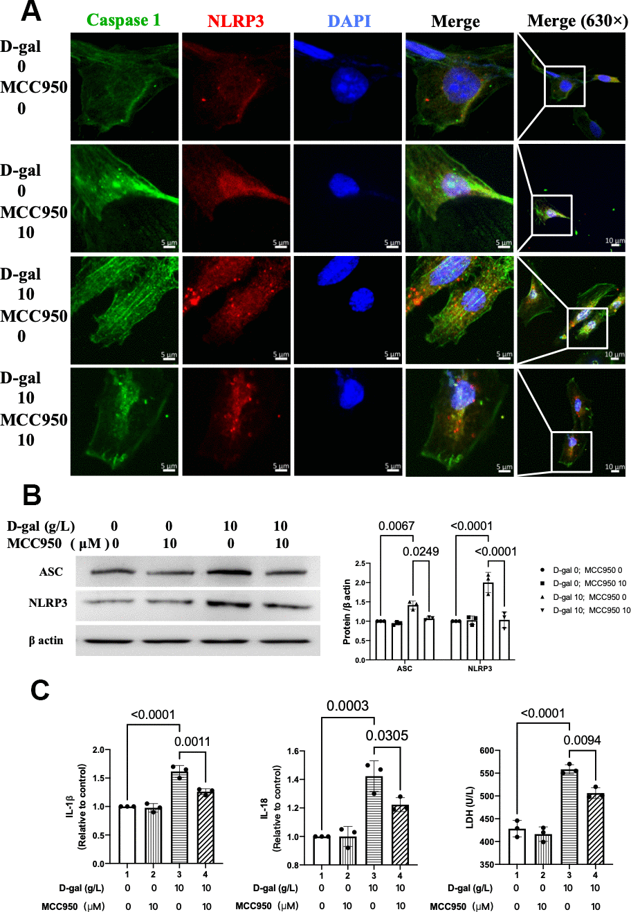 MCC950 inhibited NLRP3 inflammasomes in the cardiocytes aging model induced by D-gal. H9c2 cells were pre-treated with or without MCC950 (10μM), a commonly used NLRP3 inhibitor, for 1 hour, and then incubated with or without 10g/L D-gal for 24 hours. (A) Representative confocal fluorescent images showed that MCC950 pre-treatment decreased the colocalization of NLRP3 (red) and caspase 1 (green) proteins in the cardiocytes aging model induced by D-gal. (B) Representative immunoblots of the NLRP3 and ASC proteins and the corresponding quantification were shown. (C) IL-1β, IL-18 and LDH release levels in cell culture were detected. NLRP3, Nod-like receptor family pyrin domain containing 3; ASC, apoptosis-associated speck-like protein.