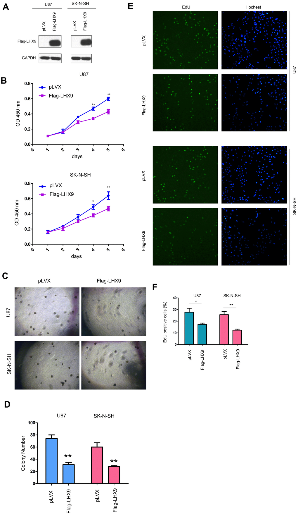LHX9 overexpression inhibited the growth of glioma cells. (A) Overexpression of Flag-labeled LHX9 in U87 and SK-N-SH cells. Flag-LHX9 expression plasmid was transfected into U87 and SK-N-SH cells using lipofectamine 2000. Cells were screened with puromycin for 1 week, and then Flag-LHX9 expression was identified. (B) The effect of LHX9 expression on the growth of U87 and SK-N-SH cells was detected by CCK8 assay. (C, D) The effect of LHX9 expression on the anchorage-independent growth of U87 and SK-N-SH cells was detected by soft agar assay. (E, F) The EdU assay was performed. Details about the EdU assay were described in the “Materials and methods”. *, PP