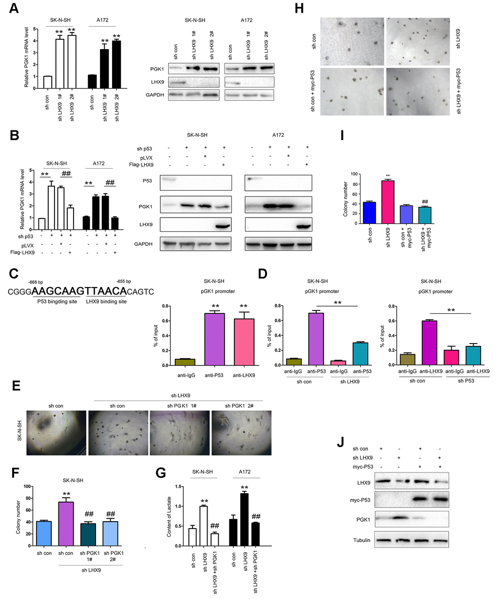 LHX9 inhibited glycolysis by down-regulating PGK1 expression. (A) Interfering with LHX9 expression up-regulated the mRNA level of PGK1. (B) Overexpression of LHX9 inhibited the induction of PGK1 by knockdown of p53. (C) Left: the schematic illustration of the PKG1 promoter with labeled p53 and LHX9 binding sites. Right: Chromosomal immunoprecipitation assay demonstrated that p53 and LHX9 bound to the PGK1 promoter. (D) Chromosomal immunoprecipitation assay demonstrated that down-regulating LHX9 expression inhibited the binding of p53 to the PGK1 promoter, and vice versa. (E, F) Soft agar assay demonstrated that down-regulating the expression of PGK1 abolished the increase in colony formation caused by down-regulation of LHX9. (G) Interfering with LHX9 expression increased the lactic acid content. This increase could be suppressed by interfering with PGK1. (H, I) The effects of P53 restoration on the anchorage-independent growth of SK-N-SH were examined. (J) The effects of P53 restoration on the PGK1 expression of SK-N-SH were examined. ##, PP