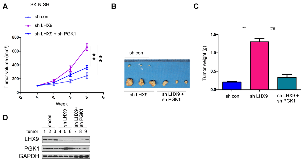 LHX9 down-regulation accelerated the in vivo tumorigenicity of glioma cells. (A) Tumor growth curve. SK-N-SH cells were interfered with the expression of LHX9 or the expressions of both LHX9 and PGK1. The in-vivo tumor formation experiments were performed in nude mice and the tumor volume was recorded. (B, C) Tumor morphology and tumor weight. (D) Expressions of LHX9 and PGK1 in tumors were detected by Western blot. ##, PP