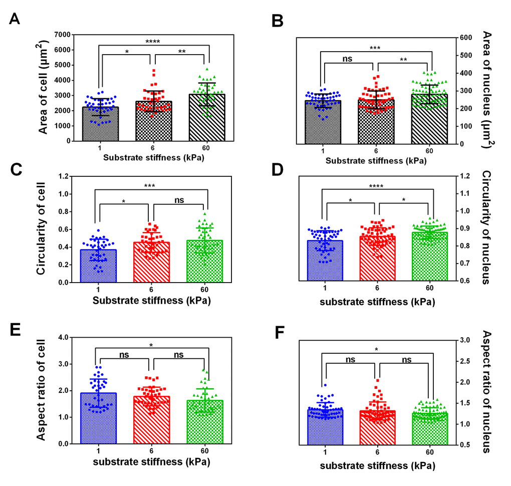 The spread area, circularity and aspect ratio of cell and nucleus correlate with substrate rigidity. Spread area (A and B), circularity (C and D) and aspect ratio (E and F) of SKOV-3 cells and nucleus were analyzed using ImageJ software. Each column represents the means ± SE of 40-60 cells from 2 independent experiments. *P 