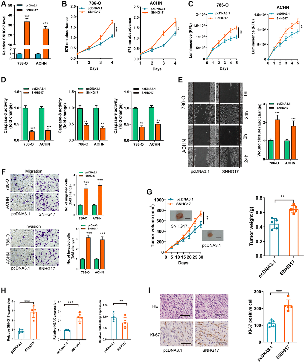 Upregulation of SNHG17 drives malignant phenotype of RCC. (A) qRT-PCR assay analysis of the expression of SNHG17 in 786-O and ACHN cell lines transfection with pcDNA3.1/SNHG17 or pcDNA3.1. (B–C) CCK-8 assay (B) and Cell Titer-Glo Luminescent cell viability assay (C) analysis of the proliferative ability of 786-O and ACHN cells transfected with the indicated vectors. (D) The activity of caspase-3, -8, and -9 assay analysis of cell apoptosis of786-O and ACHN cells transfected with the indicated vectors. (E) The wound healing assay analysis of cell migration in 786-O and ACHN cell lines transfected with the indicated vectors. (F) The transwell assay analysis of cell migration and invasion in 786-O and ACHN cell lines transfected with the indicated vectors. (G) SNHG17 overexpression remarkably increased the volume and weight of tumor xenograft. Scale bar, 1.0 cm. (H) qRT-PCR assay analysis of expression of SNHG17, H2AX and miR-328-3p in the tumor xenograft. (I) Immunohistochemistry staining of Ki-67 in the tumor xenograft. Scale bar, 200 μm. Data are presented as means ± standard deviation from triplicate experiments. A t-test was used to evaluate the statistical significance as compared to the control. RCC, renal cell carcinoma. *P **P ***P 