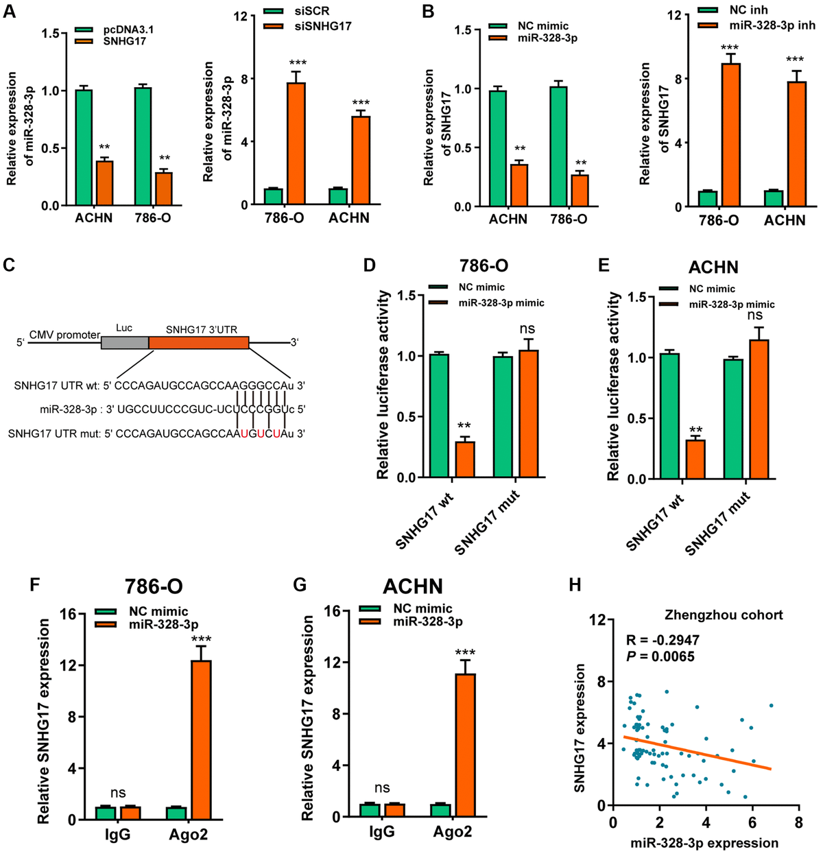 MiR-328-3p is sponged by SNHG17. (A–B) qRT-PCR assay analysis of the expression of miR-328-3p (A) and SNHG17 (B) in 786-O and ACHN cell lines after transfection with the indicated vectors. (C) The potential binding sites of SNHG17 and miR-328-3p were predicted by StarBase v3.0. (D–E) Luciferase activity was analyzed in 786-O and ACHN cells co-transfected with miR-328-3p mimic or NC mimic and SNHG17 wt or mut luciferase reporter vector. (F–G) The level of SNHG17 enriched by Ago2 antibody was detected in 786-O and ACHN cells transfected with miR-328-3p mimic or NC mimic. (H) Spearman’s correlation analysis of the correlation between SNHG17 and miR-328-3p in RCC tissues from the Zhengzhou cohort. Data are presented as means ± standard deviation from triplicate experiments. A t-test was used to evaluate the statistical significance as compared to the control. NC, negative control; SCR, scramble; RCC, renal cell carcinoma; ns, not significant. *P **P ***P 