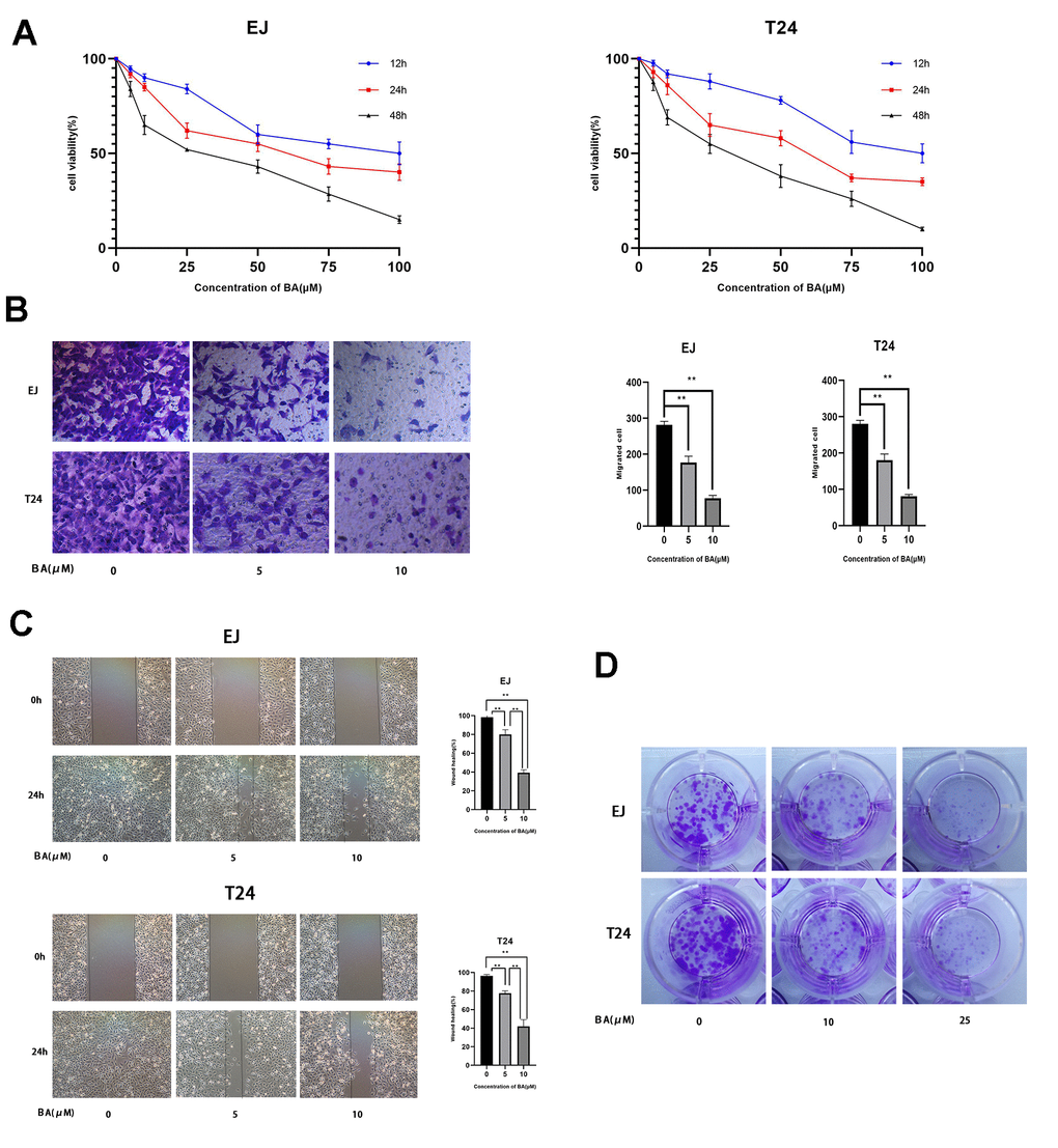 BA represses viability, proliferation, and migration of human bladder cancer cells. (A) EJ and T24 cells were exposed to BA at specified doses for 24 h and cell viability examined with the CCK-8 assay. (B) Transwell migration assay results for EJ and T24 cells. (C) Wound healing assay results. (D) Colony formation assay results. * pp
