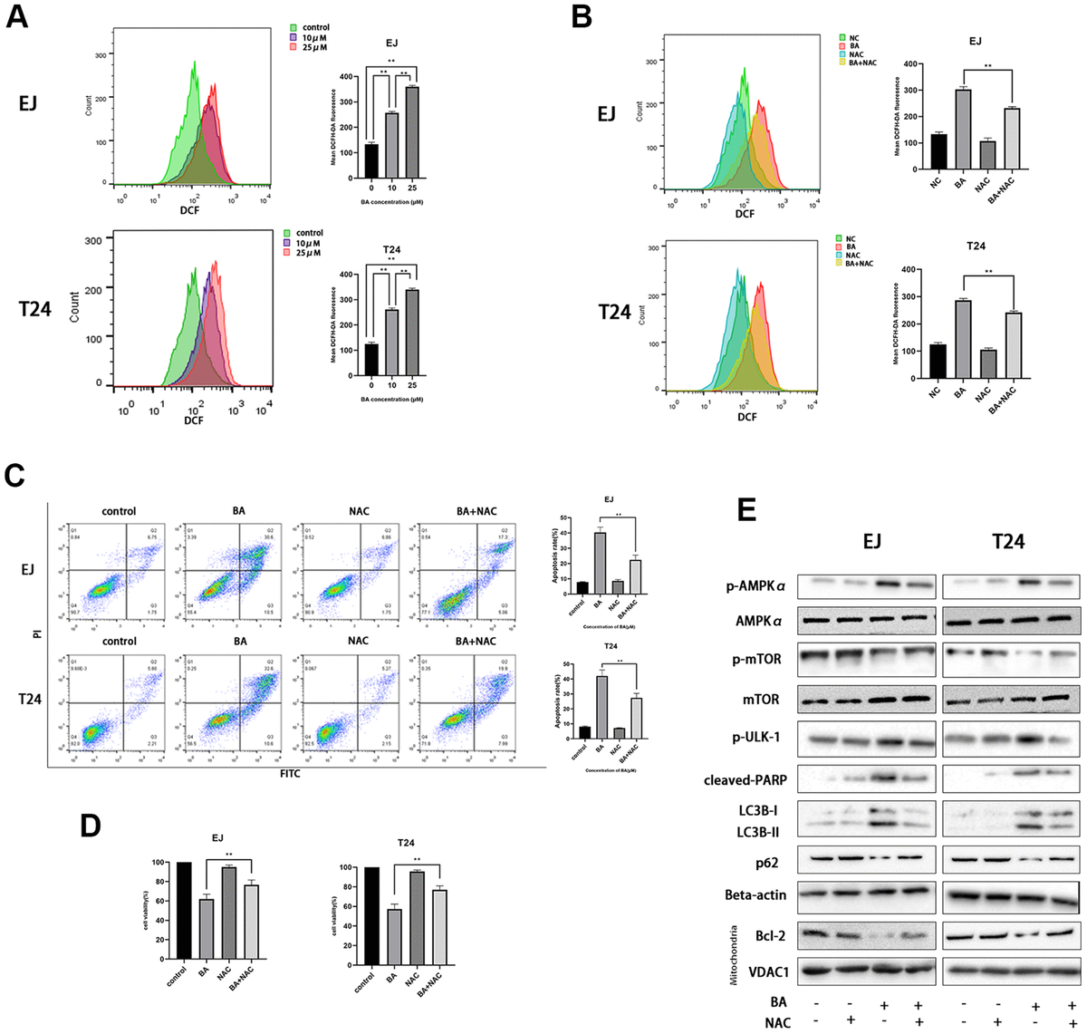 BA-mediated ROS generation induces caspase-dependent apoptosis and autophagy in bladder cancer cells. (A) Flow cytometry analysis of ROS generation in DCFH-DA-loaded EJ and T24 cells exposed to BA at 0, 10, and 25 μM for 24 h. (B) Flow cytometry analysis of ROS generation in EJ and T24 cells pre-exposed to NAC. (C) Flow cytometry analysis of apoptosis. (D) The CCK-8 assay was employed to evaluate NAC effect on BA-triggered cytotoxicity. (E) Western blot analysis of p-AMPKα (Thr172), cleaved PARP, p-mTOR (Ser2448), p-ULK1 (Ser555), Bcl-2, p62, and LC3B II levels. *pp
