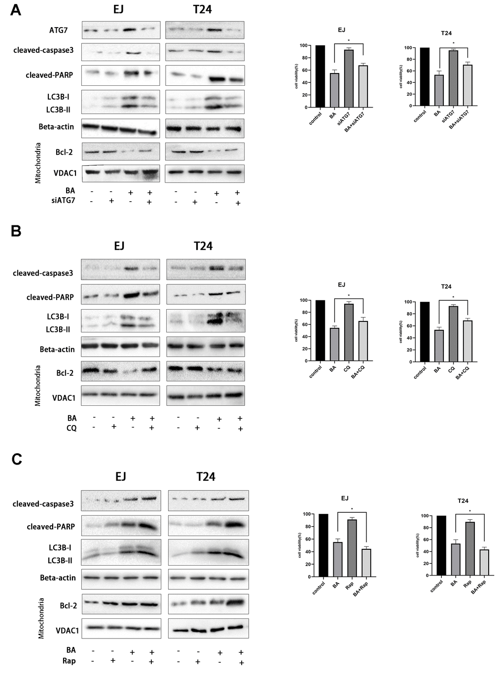 Autophagy mediates BA-induced apoptosis in bladder cancer cells. Cell viability and western blot assay results for EJ and T24 cells transfected with siATG7 or control siRNA (A) or pre-exposed to 10 μM CQ (B) or 250 nM rapamycin (Rap) (C) for 4 h prior to incubation with DMSO (control) or 25 μM BA for 24 h. The CCK-8 assay was used to assess cell viability. Western blot was employed to corroborate ATG7 deletion (A) and to analyze apoptosis (Bcl-2; cleaved caspase-3; cleaved PARP), and autophagy (LC3B-II) markers (A–C). *pp