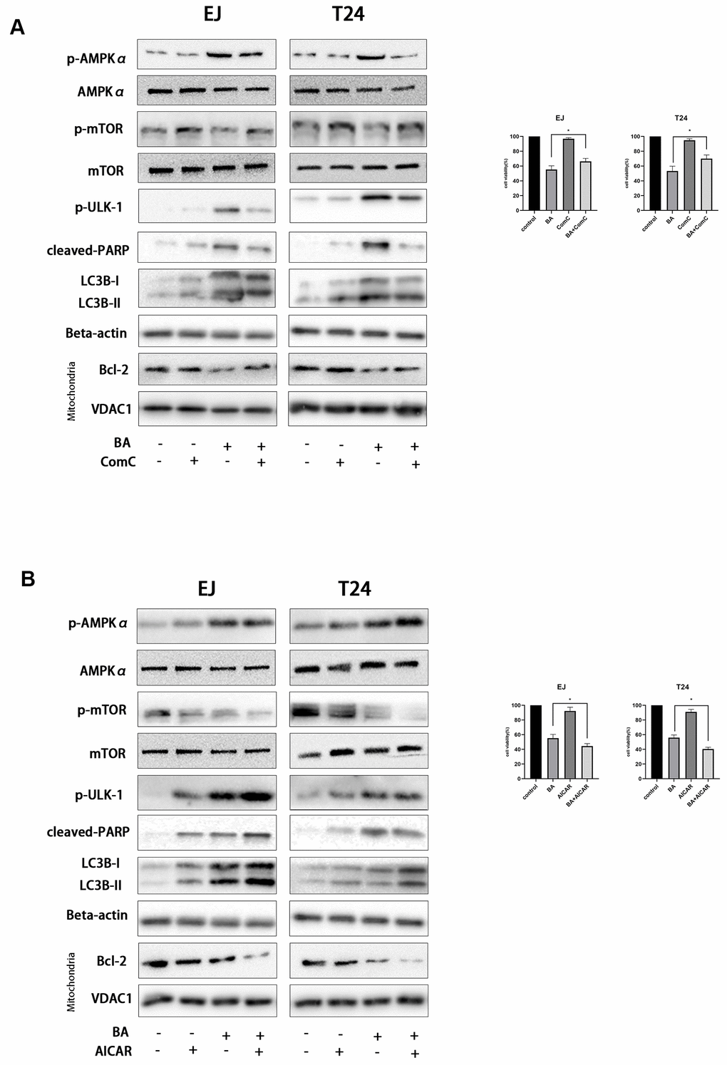 BA-triggered autophagy-dependent apoptosis requires activation of the AMPK-mTOR-ULK1 axis. Cell viability and western blot assay results for EJ and T24 cells pre-exposed to 10 μM dorsomorphin (ComC) (A) or 500 μM AICAR (B) for 4 h and incubated with DMSO (control) or 25 μM BA for another 24 h. The CCK-8 assay was used for analysis of cell viability. Western blot was employed to determine the expression of cleaved PARP, p-AMPKα (Thr172), p-mTOR (Ser2448), p-ULK1 (Ser555), Bcl-2, cleaved caspase-3, and LC3B-II. *pp