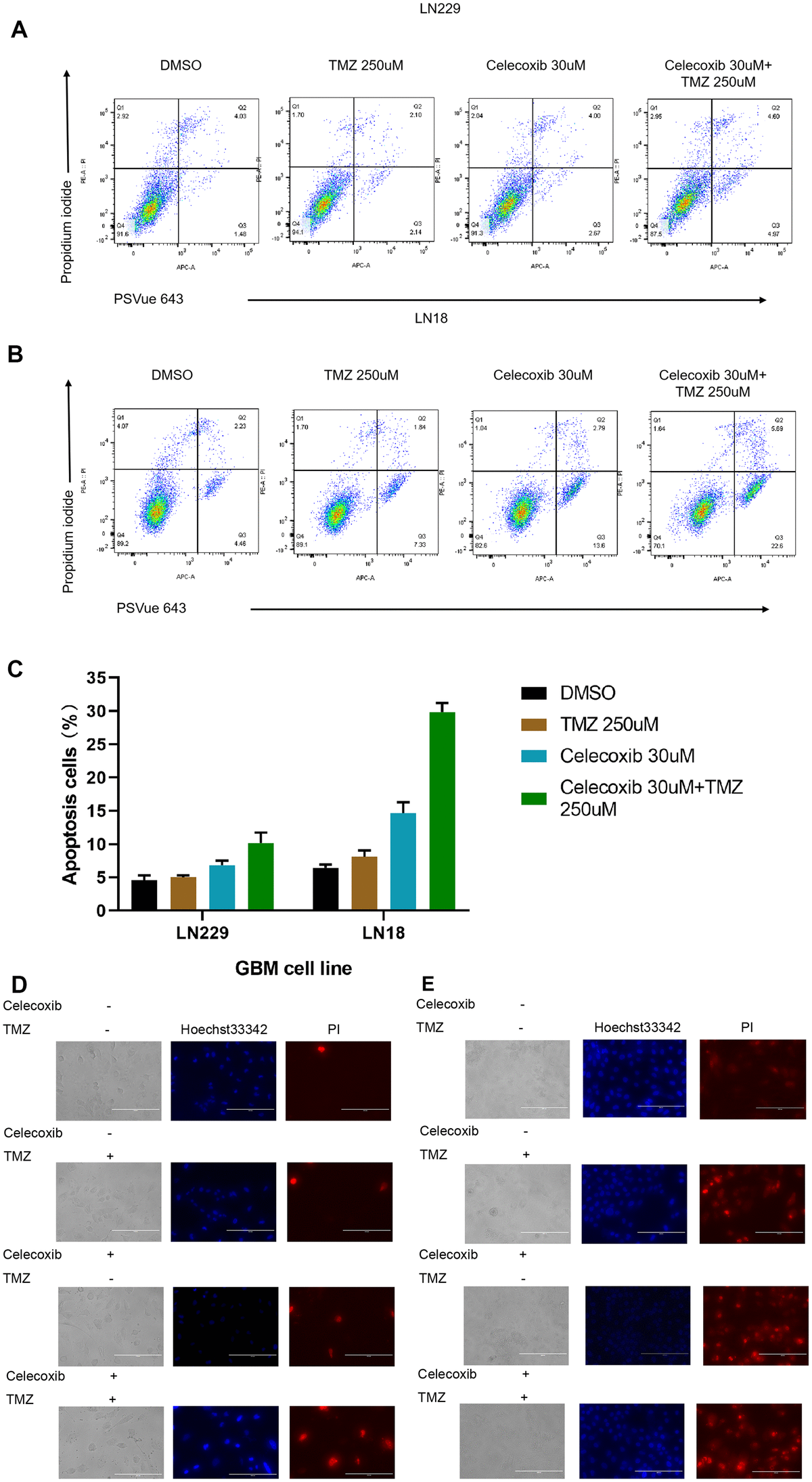 TMZ and/or celecoxib induces cell apoptosis in LN18 and LN229 GBM cells (A) the LN229 cells (5×103) were seeded into 12-well plates, (three independent wells per condition) following TMZ and/or celecoxib treatment for 72 hours prior to assay. Then the cells were collected and washed twice with cold PBS and incubated with PI and PSVue 643 at room temperature for 30mins before test by flow cytometer. (B) The LN18 cells were practice as same condition. (C) The statistical results of the flow cytometry analysis of cell apoptosis. Data shows mean Value and ±SEM (n=5). (D) The LN229 cells (5×103) were seeded into 12-well plates, (three independent wells per condition) following TMZ and/or celecoxib treatment for 48 hours prior to assay. Then the cells were collected and washed twice with cold PBS and incubated with PI and Hoechst 33342 at dark room for 5mins then test with Fluorescence microscopy. (E) The LN18 cells were practice as same condition (Standard line: 200um).