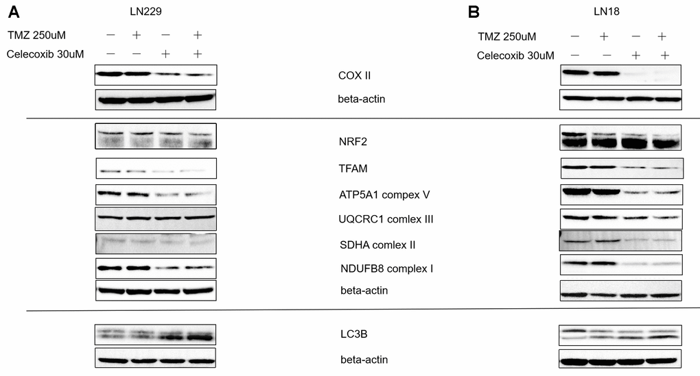 Regulator of MitoBiogenesis proteins and OXPHOS Subunits were modulated by celecoxib in GBM LN229 and LN18 cells. (A, B) LN229 and LN18 cells (2×105) were seeded into 6-well plates, (three independent wells per condition) following TMZ and/or celecoxib treatment for 48 hours prior to assay. Then the lysates harvested were analyzed by Western blotting for various proteins using Beta-Actin as a loading control as indicated. The COX-II was down-regulated by Celecoxib. The OXPHOS Subunits such as complex I, II, V were down-regulated by celecoxib compare the Beta-actin as standard. And the TFAM which was the regulator MitoBiogenesis protein also was down regulated in LN229. The MitoBiogenesis proteins NRF2 was downregulated by celecoxib, combination therapy was more significant. The LC3 protein tends to increase when the LN229 and LN18 were treated with celecoxib and combination.
