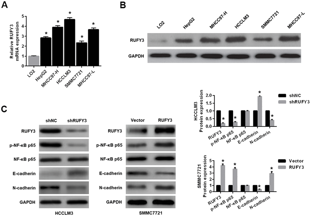 Expression levels of RUFY3 in HCC cell and the effect of RUFY3 expression on NF-κB signaling-related markers. (A) qRT-PCR detection of RUFY3 expression in five HCC cell lines and one normal liver cell line. (B) Western blot analysis of RUFY3 expression in five HCC cell lines and one normal liver cell line. (C) Western blot analysis of the effect of RUFY3 down-regulation or up-regulation on NF-κB signaling-related markers. *P