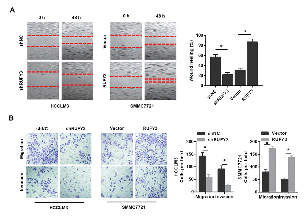 Effect of RUFY3 down-regulation or up-regulation on HCC cell migration and invasion in vitro. (A) Effect of RUFY3 down-regulation or up-regulation on HCC cell migration by wound-healing assay. (B) Effect of RUFY3 down-regulation or up-regulation on HCC cell migration and invasion by Transwell migration and invasion assays. *P