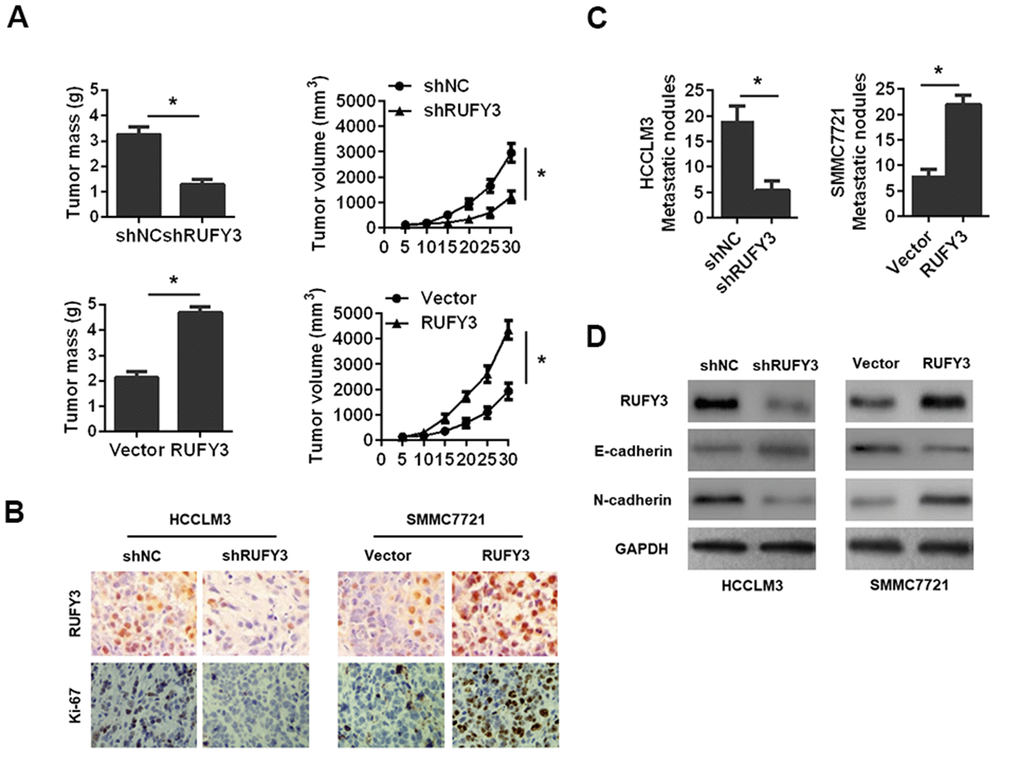Effect of RUFY3 down-regulation or up-regulation on HCC cell growth and metastasis in vivo. (A) Effect of RUFY3 down-regulation or up-regulation on HCC cell subcutaneous xenograft growth in nude mice. Tumor mass and tumor volume are shown in the panels. (B) IHC analysis of RUFY3 and Ki-67 expression levels in xenograft tumor samples. (C) Effect of RUFY3 down-regulation or up-regulation on the metastasis of HCC cell in vivo. (D) Western blot analyses of the expression levels of RUFY3, E-cadherin, and N-cadherin in the lung metastatic nodules. *P