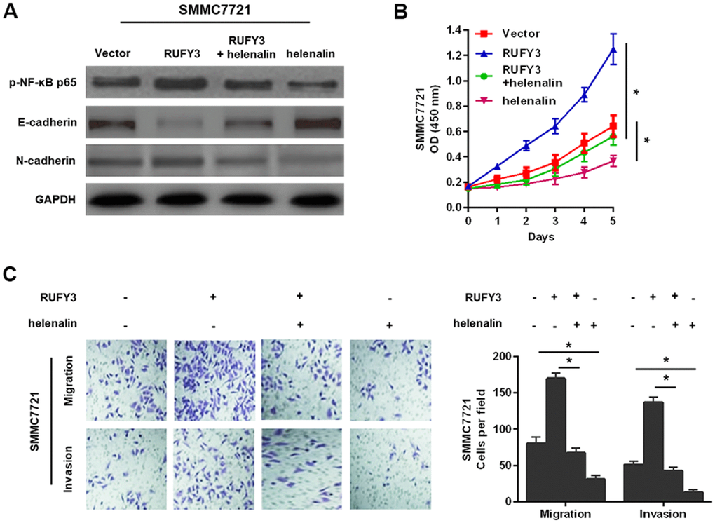 NF-κB signaling involved in RUFY3-induced HCC cell EMT, growth, migration, and invasion. (A) Western blot analysis of the levels of p-NF-κB p65, E-cadherin and N-cadherin in modified SMMC7721 cell treated with helenalin. (B) CCK-8 analysis of cell proliferation ability in modified SMMC7721 cell treated with helenalin. (C) Determination of cell migration and invasion abilities in modified SMMC7721 cell treated with helenalin. *P