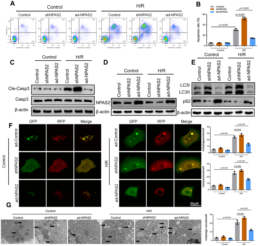 Overexpression of NPAS2 ameliorated hypoxia/reoxygenation injury in vitro. (A, B) Flow cytometry detected the changes of apoptosis in H9c2 cells and quantified. (C) The protein level of Cleaved-Caspase-3 (17kDa) and Caspase-3 (17kDa)in H9c2 cells was determined by Western Blot. (D) The protein level of NPAS2 in H9c2 cells was determined by Western Blot. (E) The protein level of LC3B (14 and 16kDa) and p62 (62kDa) in H9c2 cells was determined by Western Blot. (F) Typical images of immunofluorescence staining of mRFP-GFP-LC3 in H9c2 cells. Typical profiles of autophagosomes (RFP+GFP+dots) and autolysosomes (RFP+GFP-dots). (G) Autophagic vacuoles (autophagosomes) determined by transmission electron microscopy (TEM). Representative TEM images are shown, and typical autophagosomes are marked with black arrows. Data are expressed as mean ± SEM (n = 3).