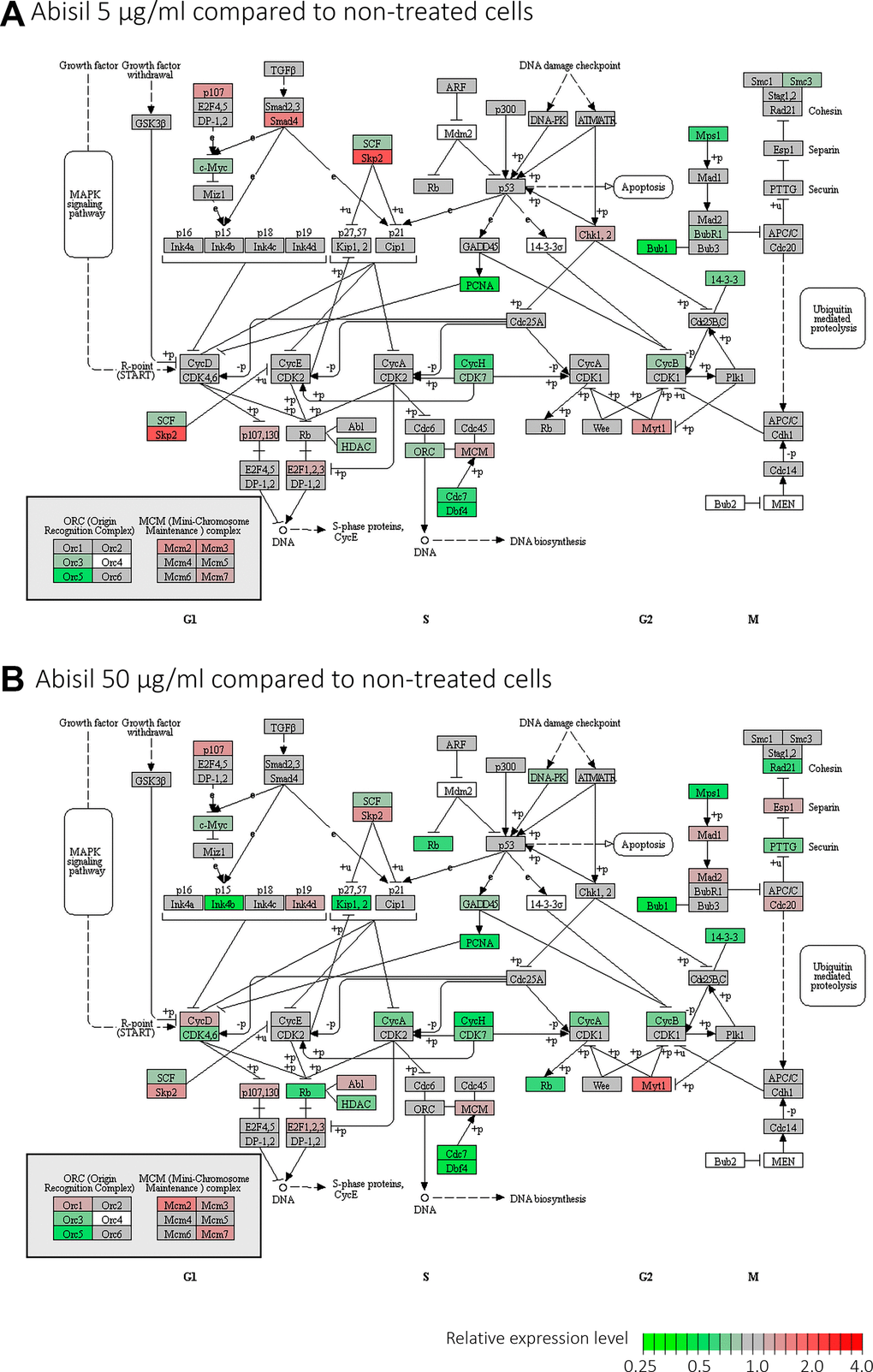 Diagram illustrating expression changes of genes participating cell cycle signaling pathway (KEGG) after Abisil treatment (MRC5-SV40 cell line): 5 μg/ml (A) and 50 μg/ml (B). Green – downregulation, red – upregulation.