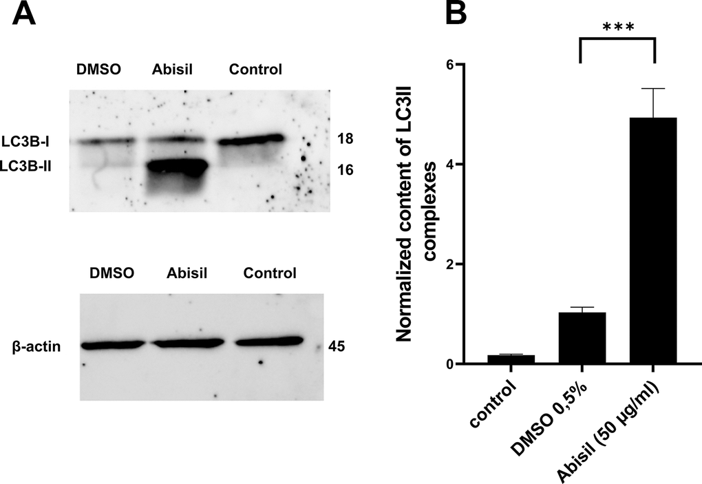 Effect of Abisil pretreatment on LC3II accumulation in MRC5-SV40. (A) Western blot analysis of LC3 protein. (B) densitometric analysis results of LC3II normalized to endogenous control (beta-actin). ***p t-test).