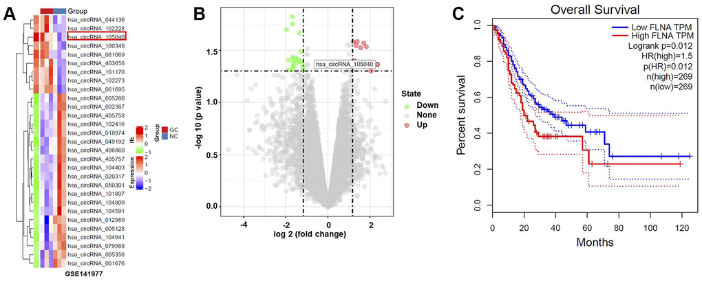 Bioinformatics analysis to identify DEcircRNAs in GC. (A) Heat map indicating DEcircRNAs in GC tissue. (B) Volcano plot of DEcircRNAs. Highly downregulated and upregulated genes indicated in green and red, respectively. P-value 10 p-value > 1.3) and |log2(fold change)| > 1.5 were thresholds. (C) Survival analysis demonstrating the relationship between the level of FLNA (the host gene of hsa