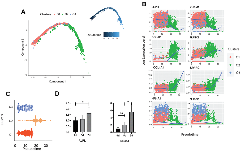 Trajectory inference of human osteoblasts. (A) Reconstructed cell differentiation trajectory of human osteoblasts. The upper-right trajectory plot in the square indicates the direction of pseudotime. (B) Expression levels (log-normalized) of indicated genes in the three osteoblast subtypes with respect to their pseudotime coordinates. The x-axis indicates the pseudotime, while the y-axis represents the log-normalized gene expression levels. The color corresponding to the three different osteoblast subsets. The loess regression was applied to fit the relationship between pseudotime and expression level. (C) Cell distribution based on the pseudotime coordinates. The x-axis is the pseudotime and the y-axis represents the osteoblast subtypes. (D) Expression levels of ALPL and NR4A1 in mouse osteoblasts in vitro at day 0, 5 and 7, respectively. N.S., not significant, *p-adjusted ≤ 0.05, **p-adjusted≤ 0.01, *** p-adjusted ≤ 0.005.