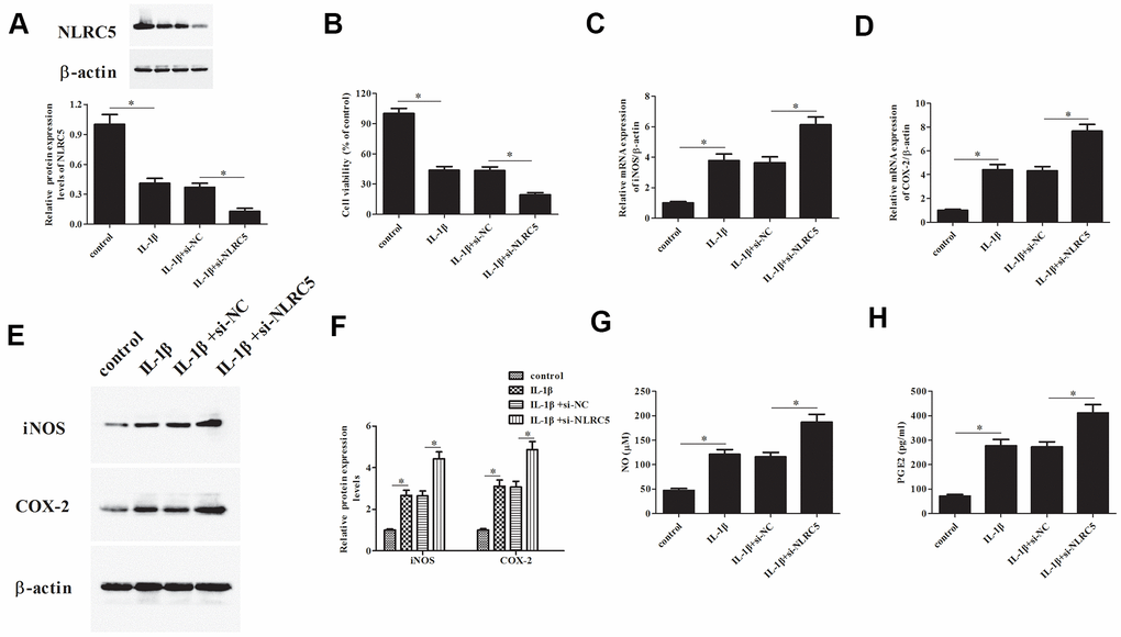 Knockdown of NLRC5 promoted IL-1β-induced inflammatory injury in human OA chondrocytes. The si-NLRC5 or si-NC was transfected into chondrocytes, followed by IL-1β (10 ng/ml) stimulation for 24 h. (A) The expression levels of NLRC5 in chondrocytes were measured using western blot after transfection. (B) Cell viability of chondrocytes was detected using MTT assay. (C–F) The mRNA and protein levels of iNOS and COX-2 were measured using RT-PCR and western blot analysis. (G, H) The production of NO and PGE2 in chondrocytes. *p 